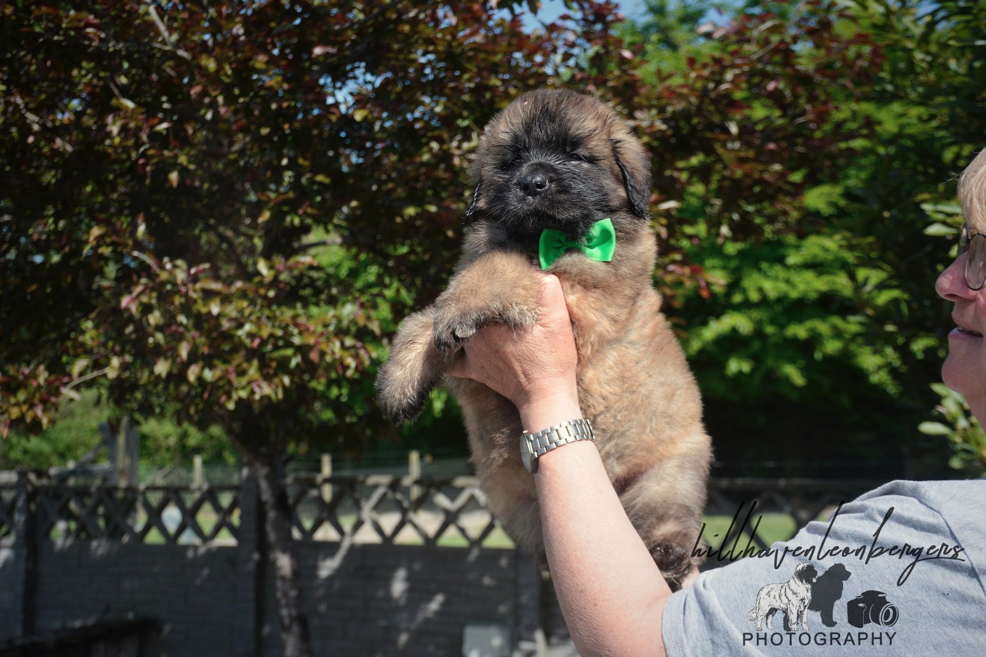 Small dog with a green toy being held up outdoors by a person in a garden.