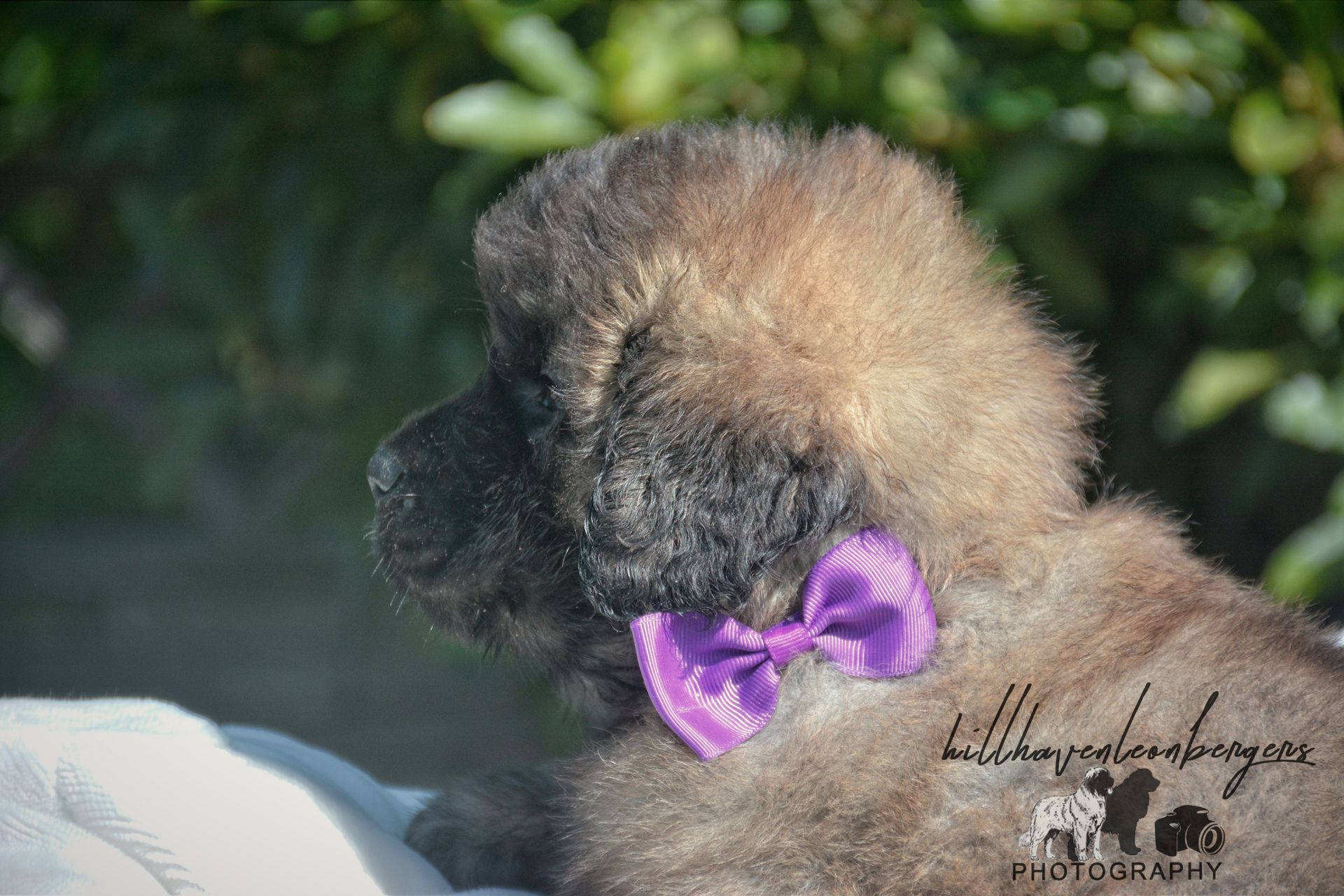 Small black poodle with a fluffy tan head wearing a purple bow outdoors, in profile.