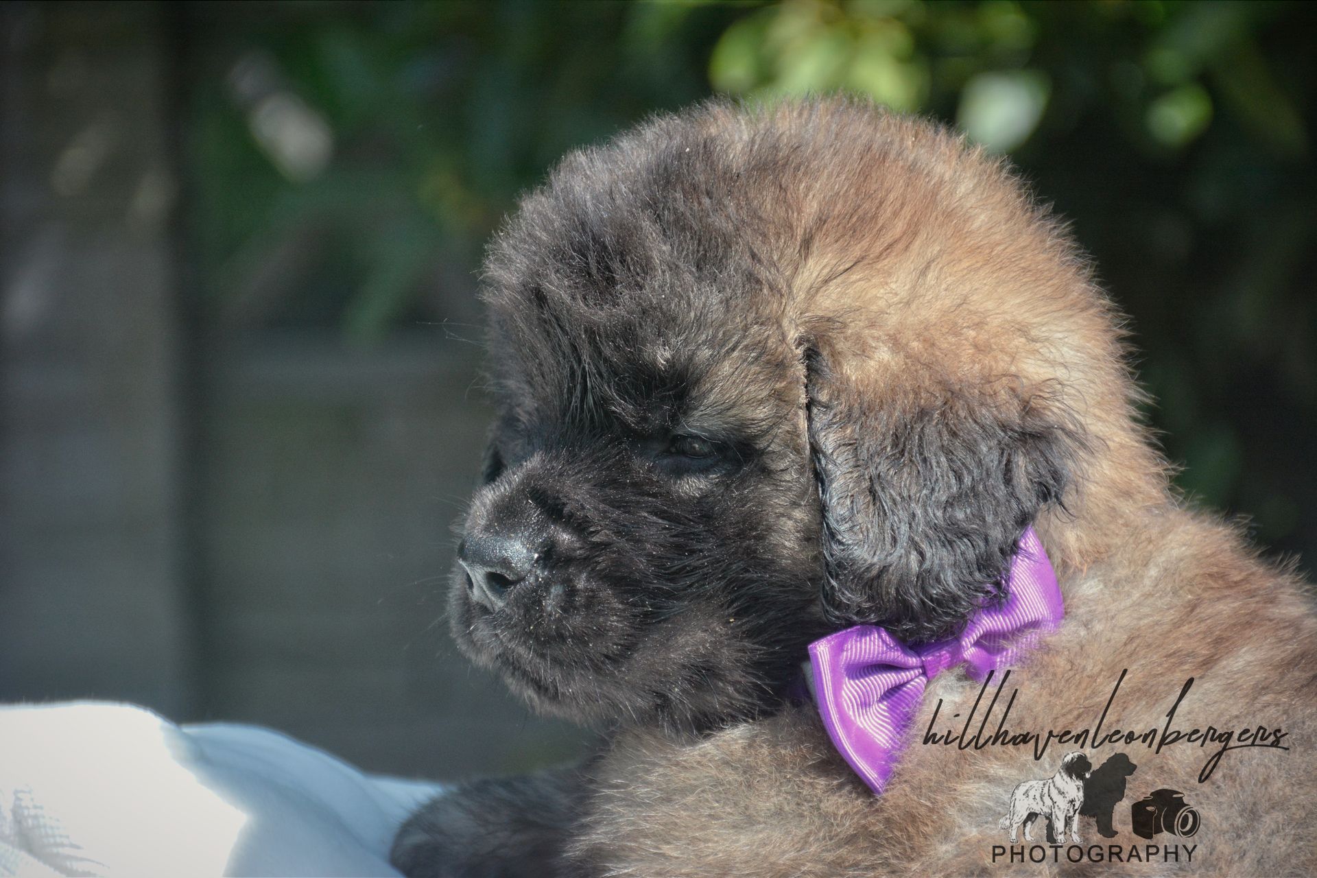 Small black puppy with a purple bow, shown in profile against a blurred outdoor background