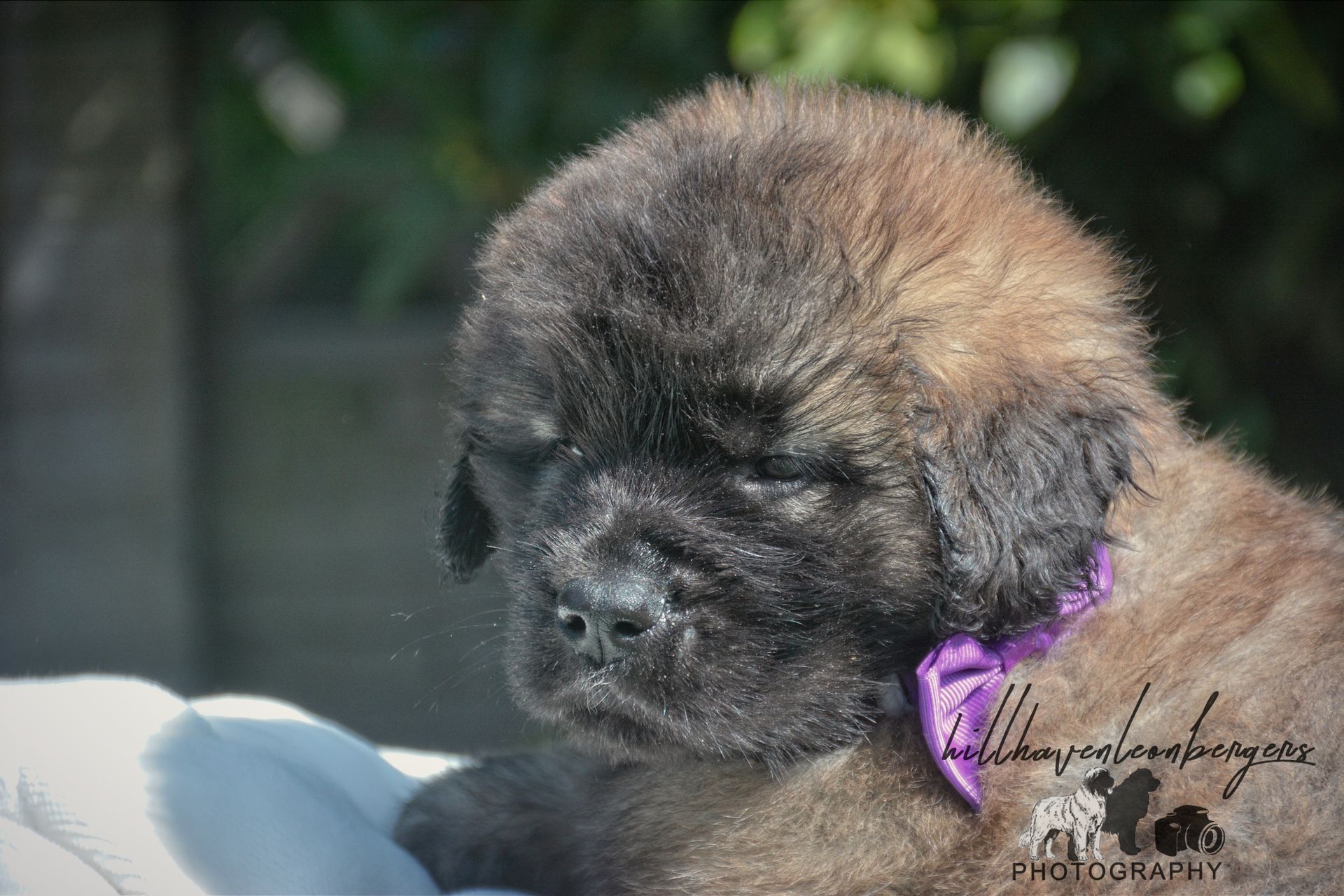 Small fluffy brown puppy with a purple ribbon, resting in soft sunlight outdoors.