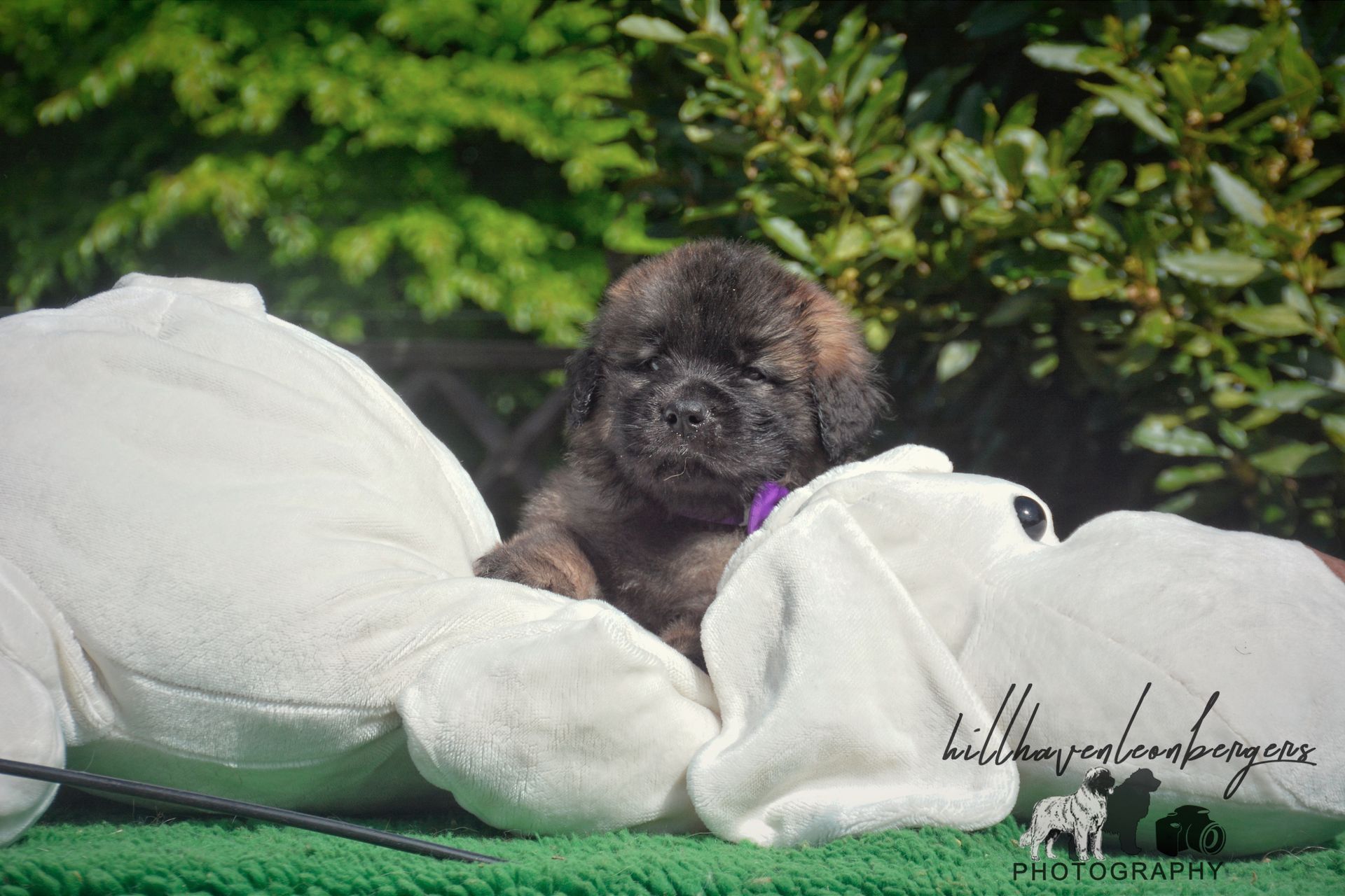Small black puppy nuzzling a white stuffed toy on green grass with greenery in the background