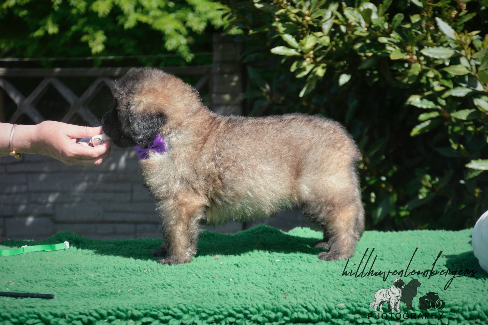 Small fluffy tan dog standing on green turf, sniffing a hand outdoors in sunlight