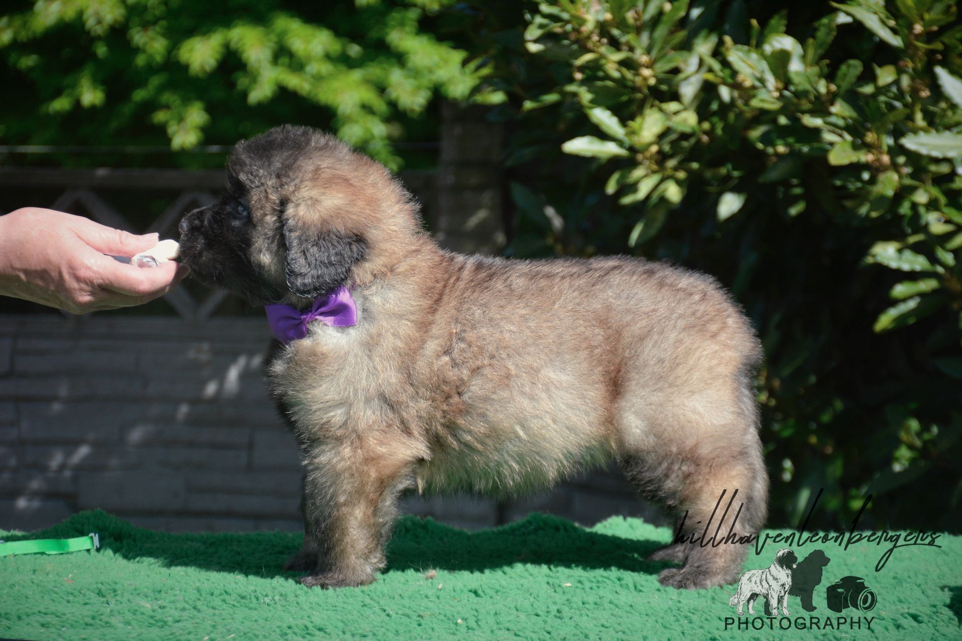 Fluffy tan puppy standing on green turf, wearing a purple ribbon, with a hand offering a treat