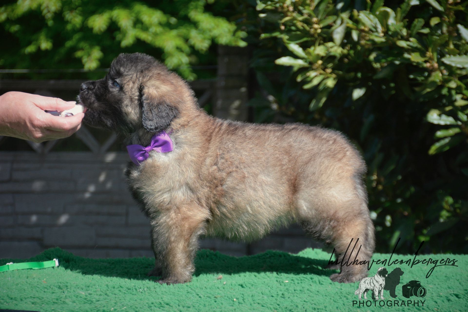 Small fluffy tan-and-black puppy with purple ribbon stands on green turf next to a hand outdoors