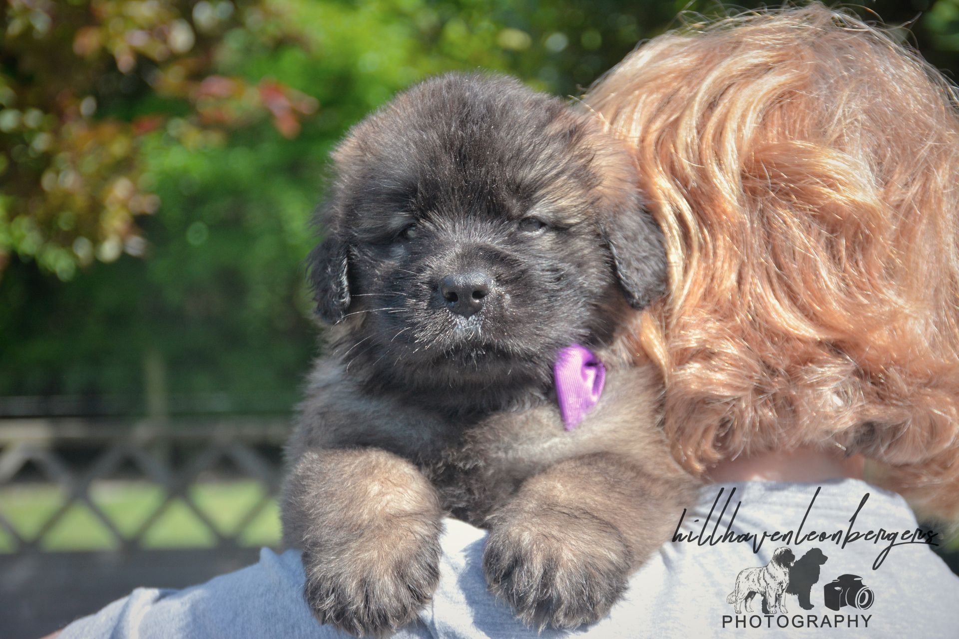Small fluffy black puppy in someone's arms, wearing a purple collar outdoors.