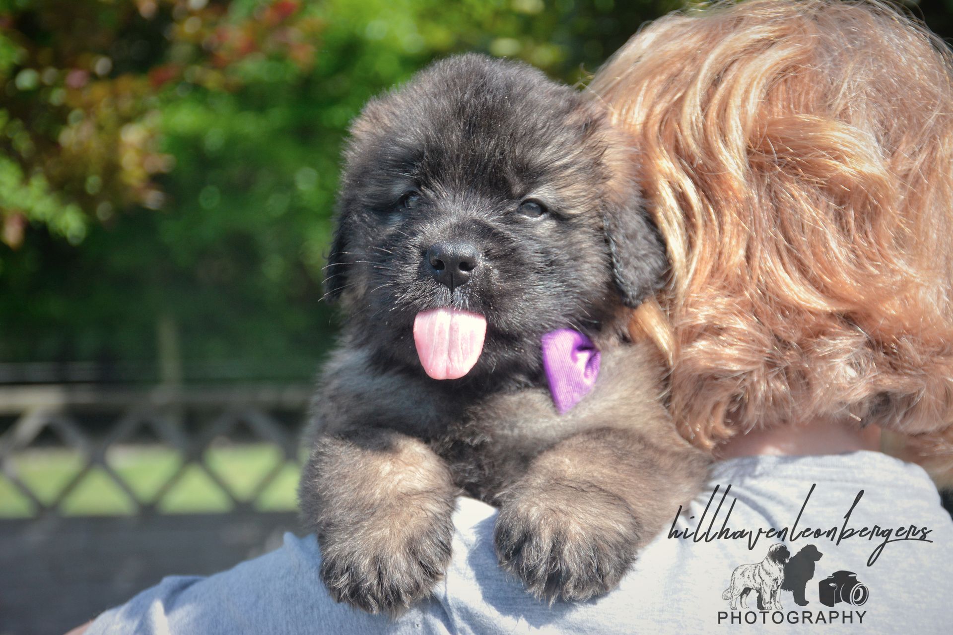 Two small puppies cuddling outdoors, one black with tongue out and one tan curly-haired puppy.