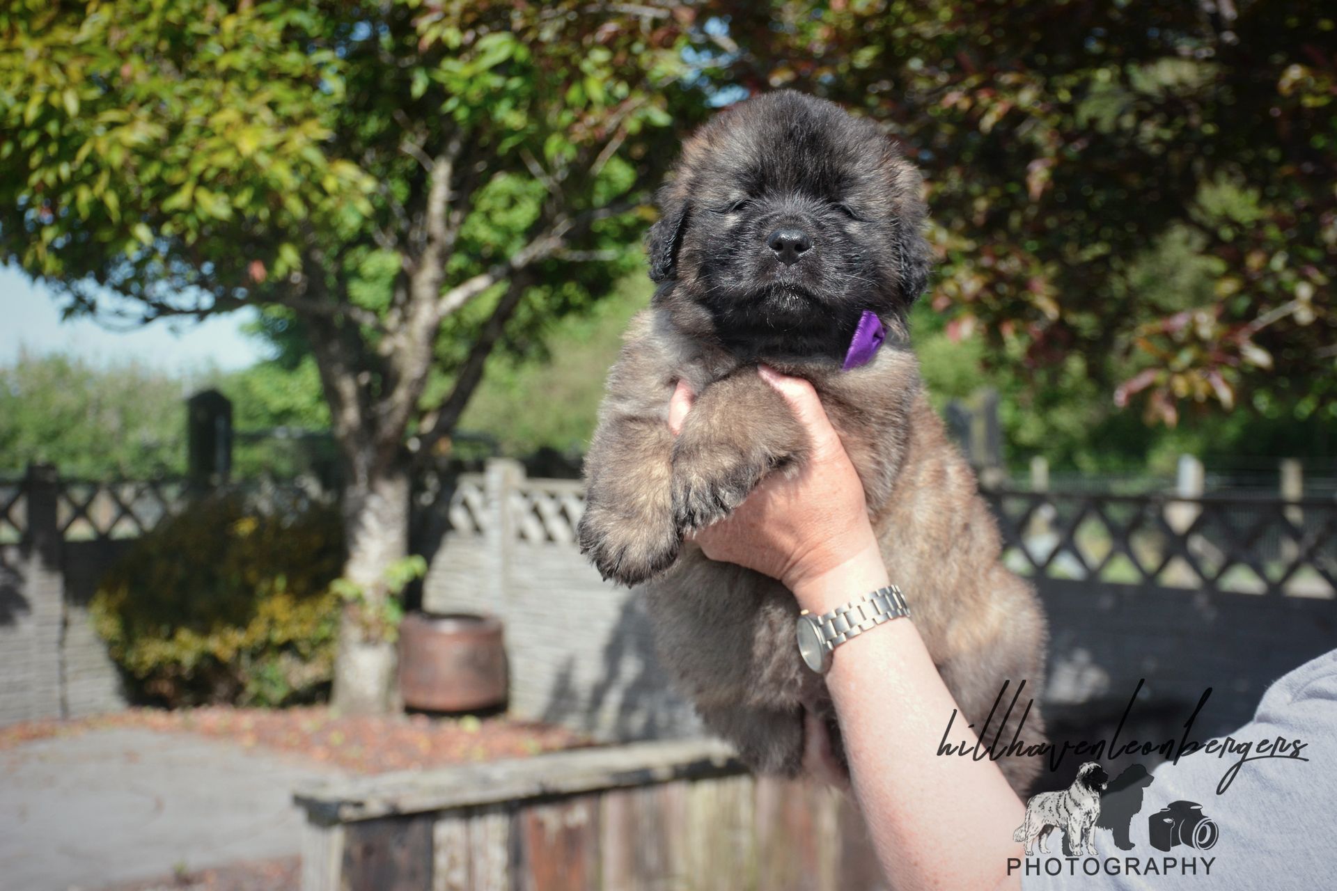 Small fluffy puppy with black and tan fur being held up outdoors by a person wearing a bracelet.