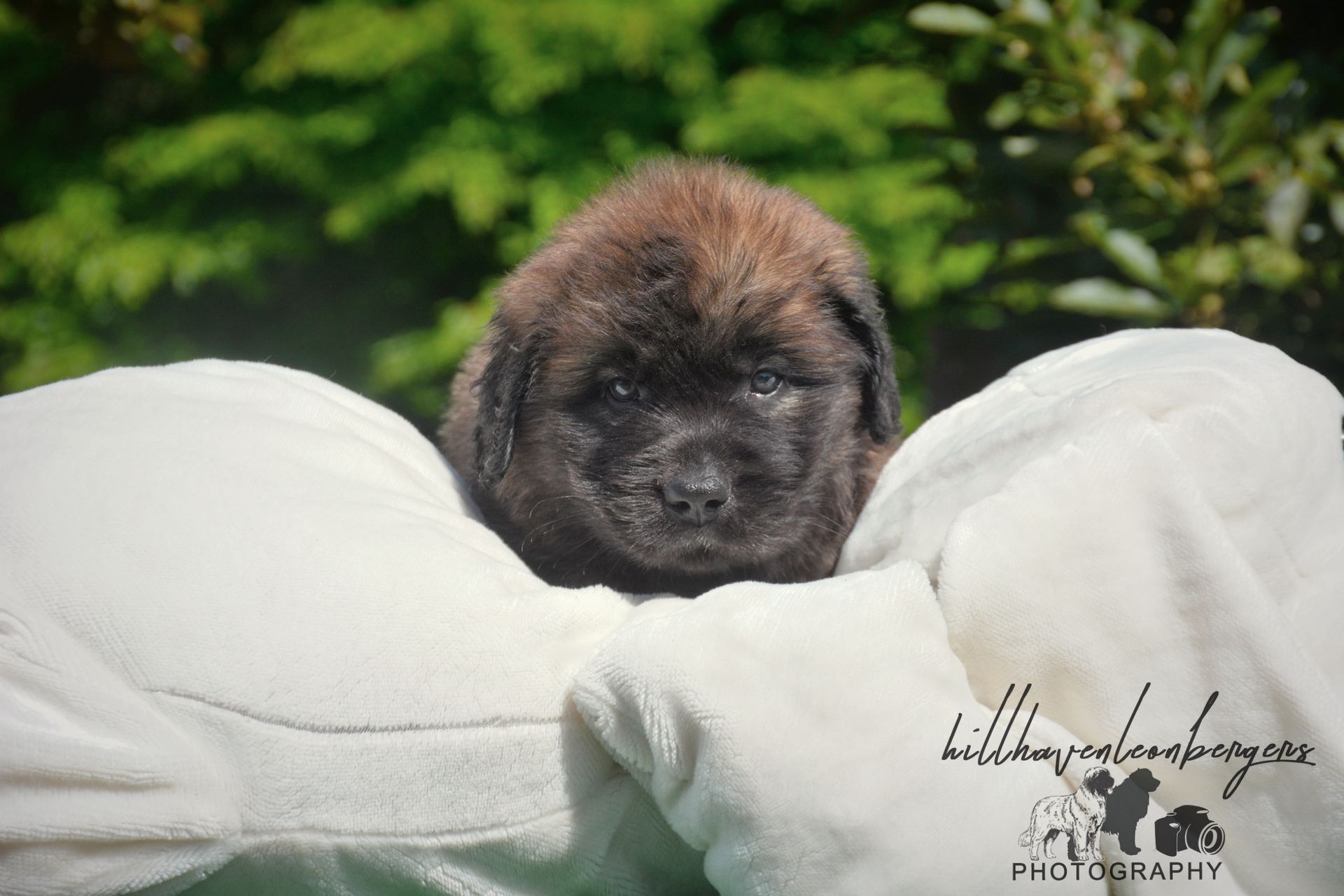 Tiny dark puppy nestled between two white pillows outdoors, with green foliage in the background
