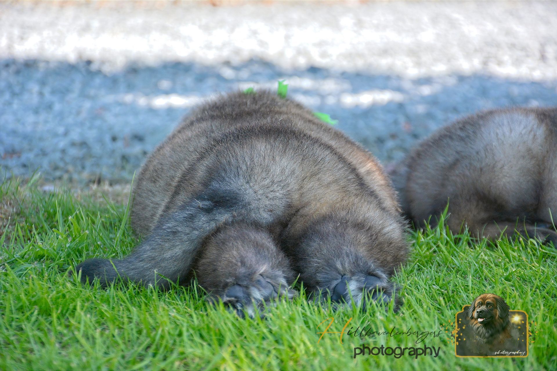 Two seals resting on green grass near a blue shoreline
