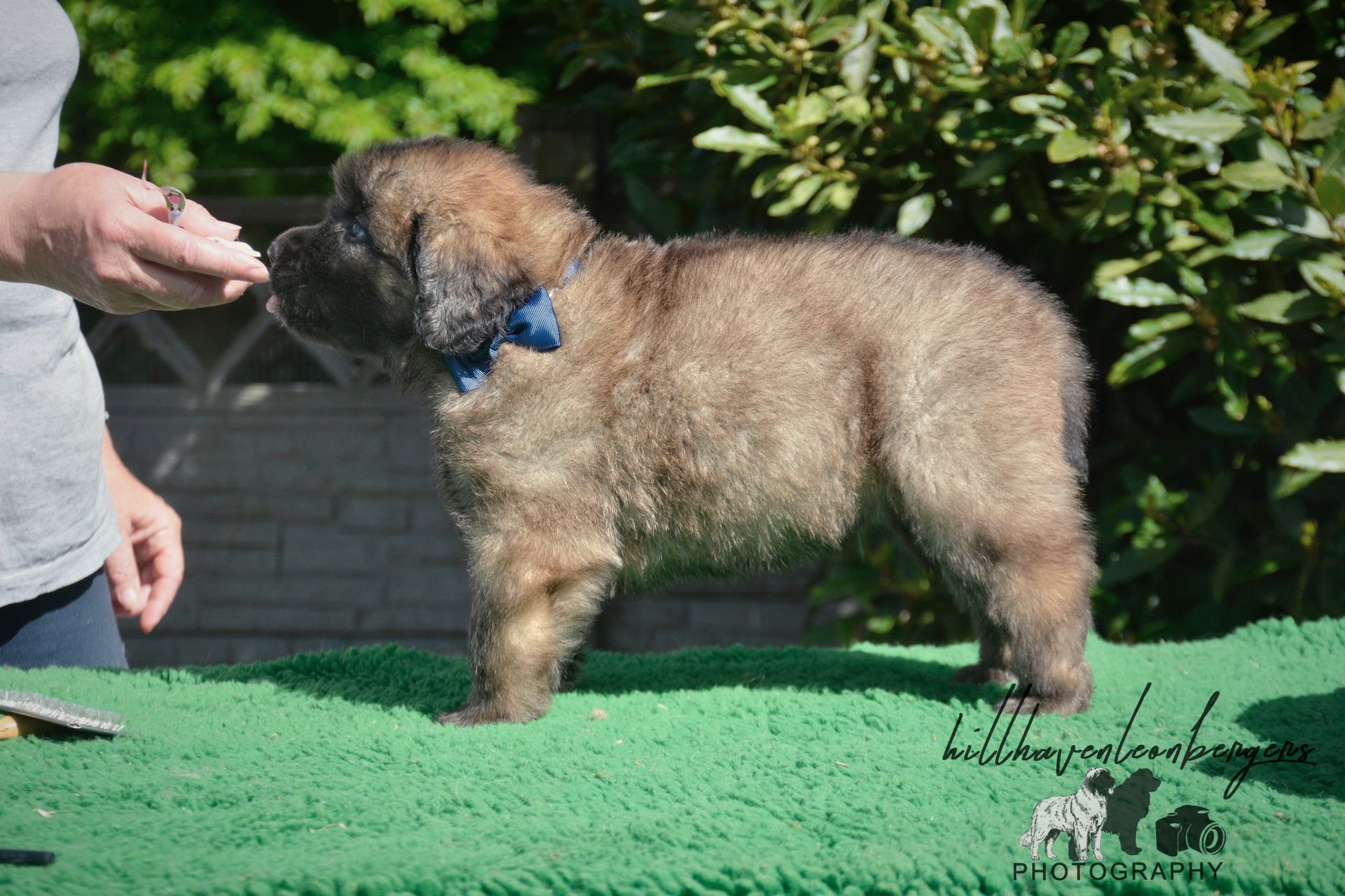Small fluffy brown dog wearing a blue collar stands on grass while being held by a person’s hand.