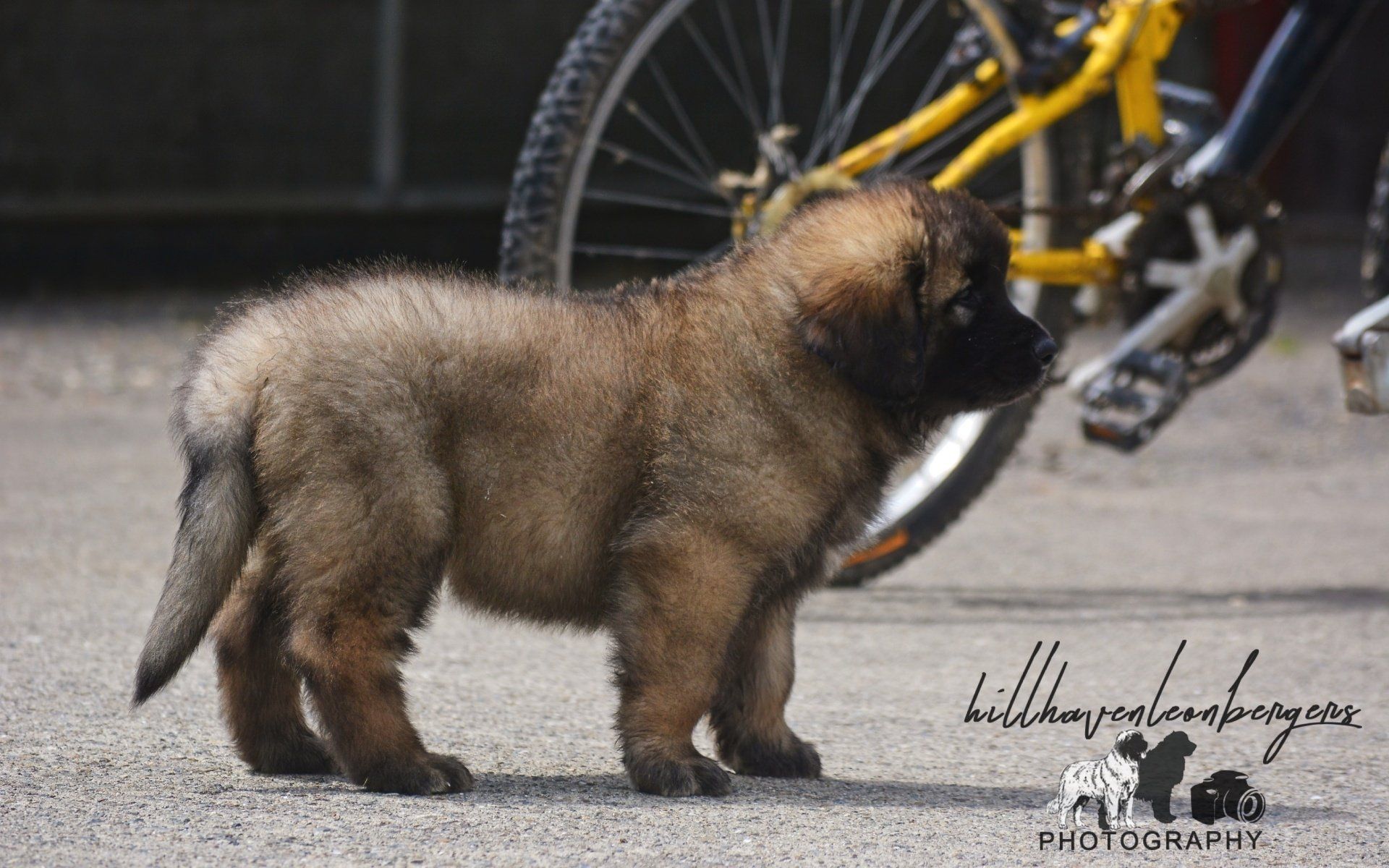 Hillhavenleonbergers leonbergers