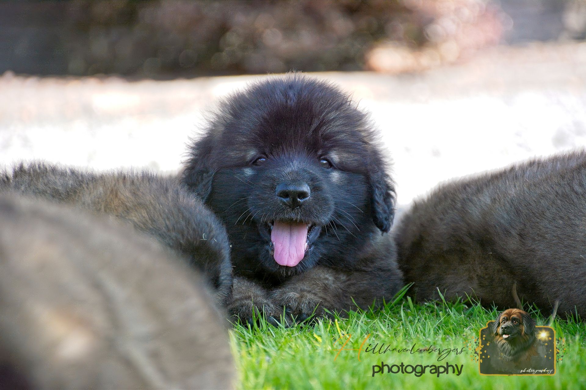 Black fluffy puppy with tongue out, lying on green grass and looking at the camera