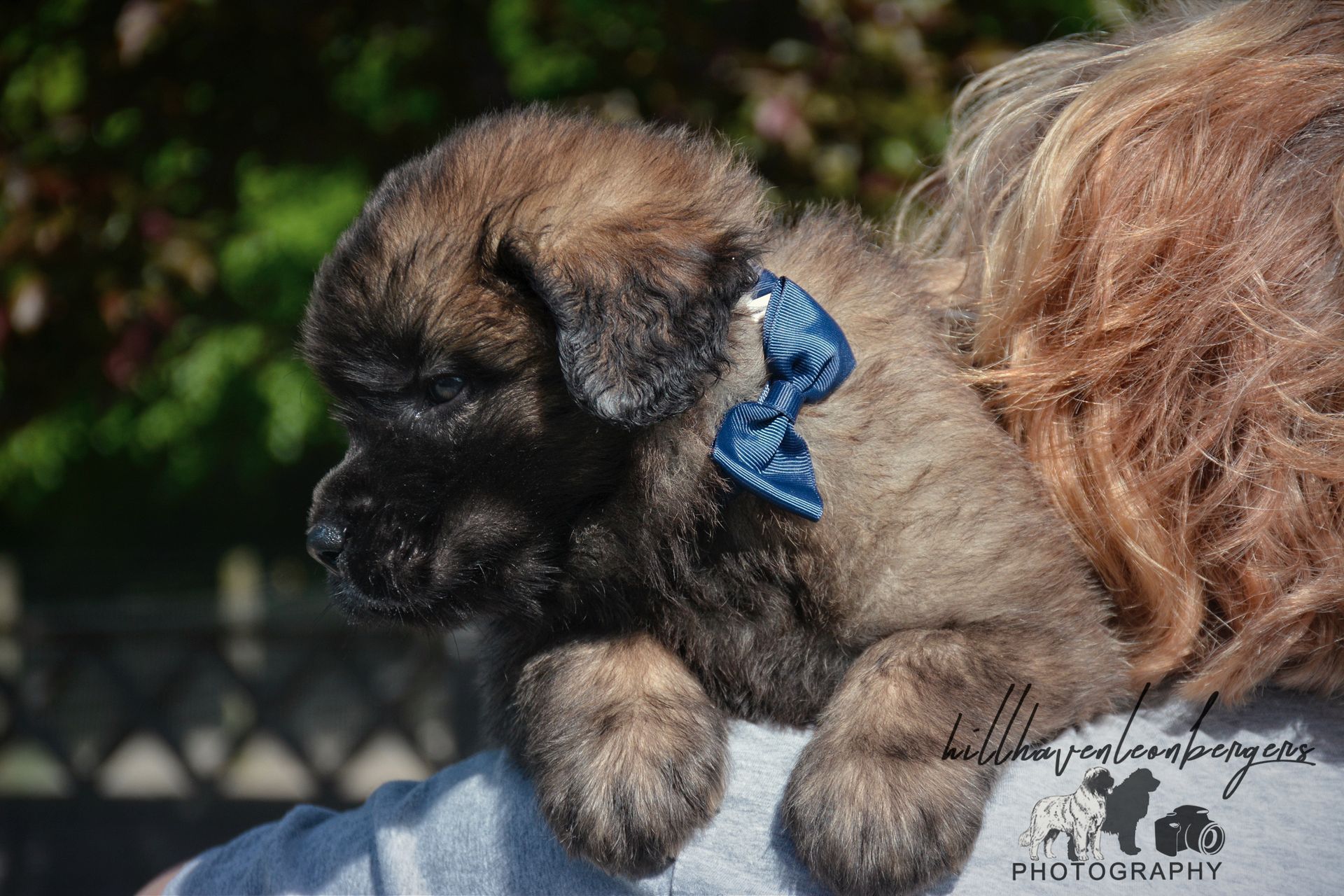 Small fluffy puppy with a blue ribbon, resting on a blanket outdoors.