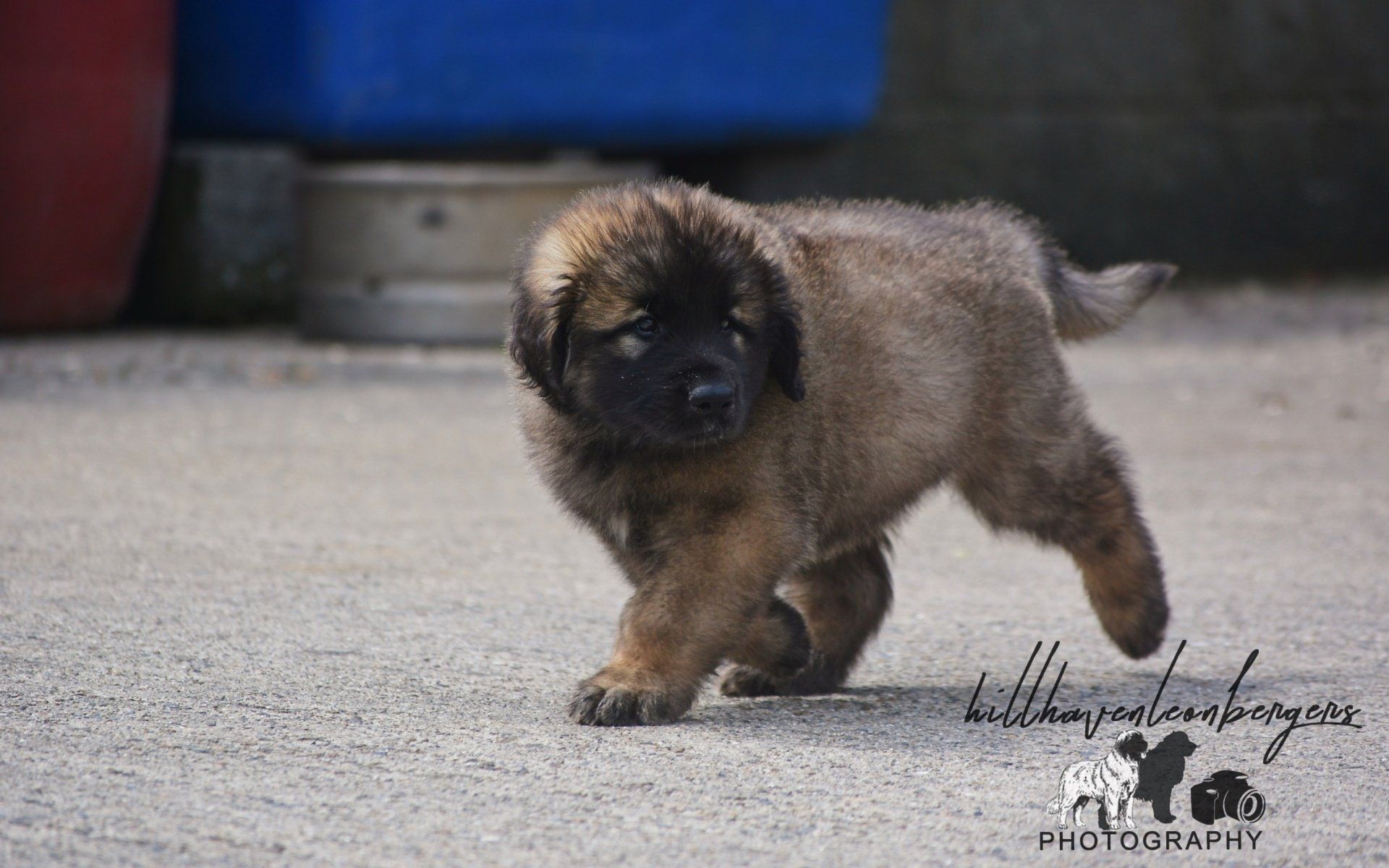 Hillhavenleonbergers leonbergers