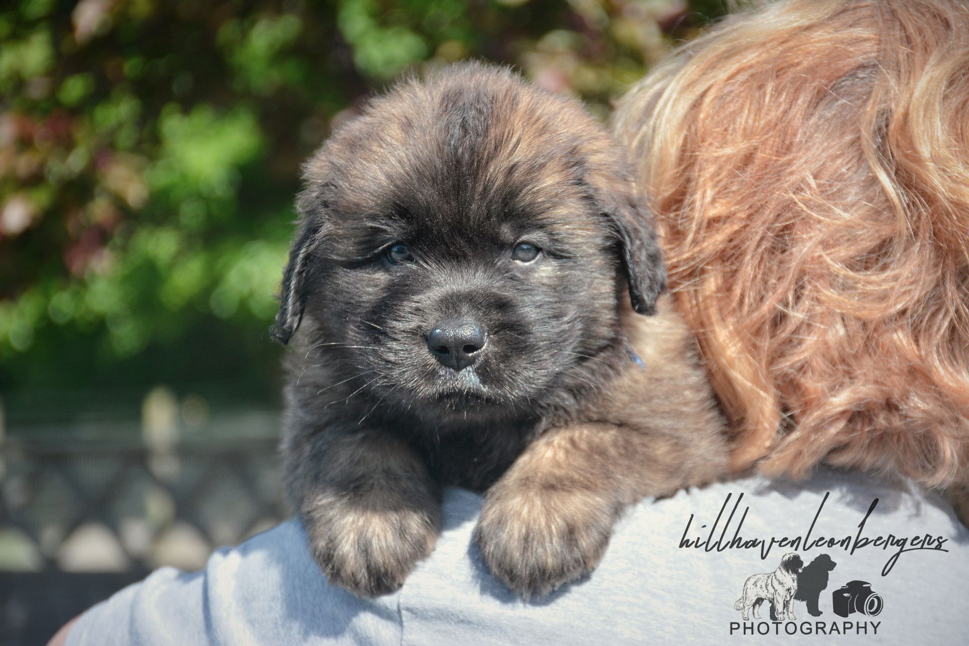 Fluffy black puppy resting on a person’s shoulder outdoors, with blurred greenery in the background