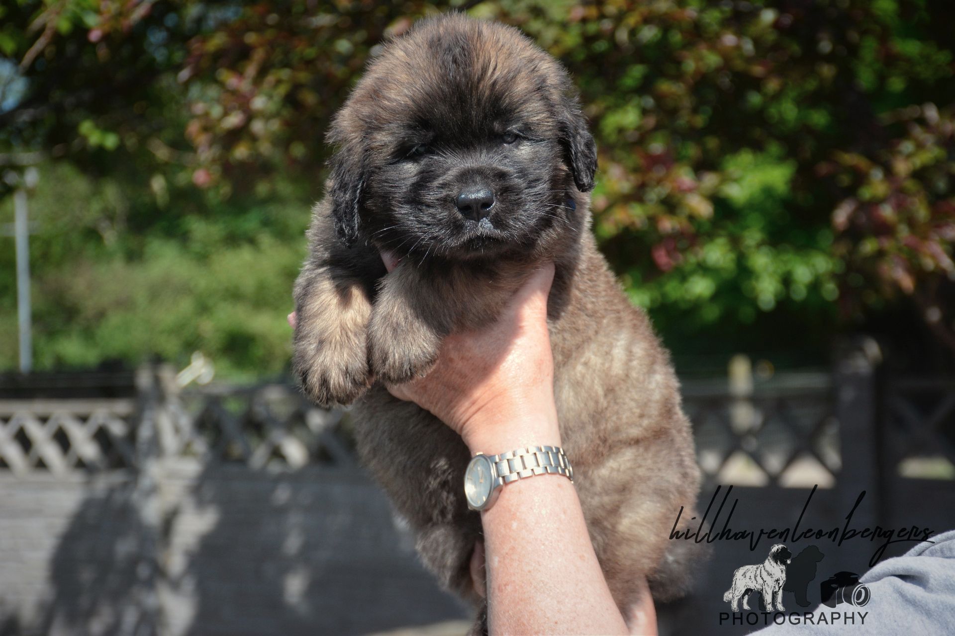 Small fluffy puppy being held up outdoors in sunlight