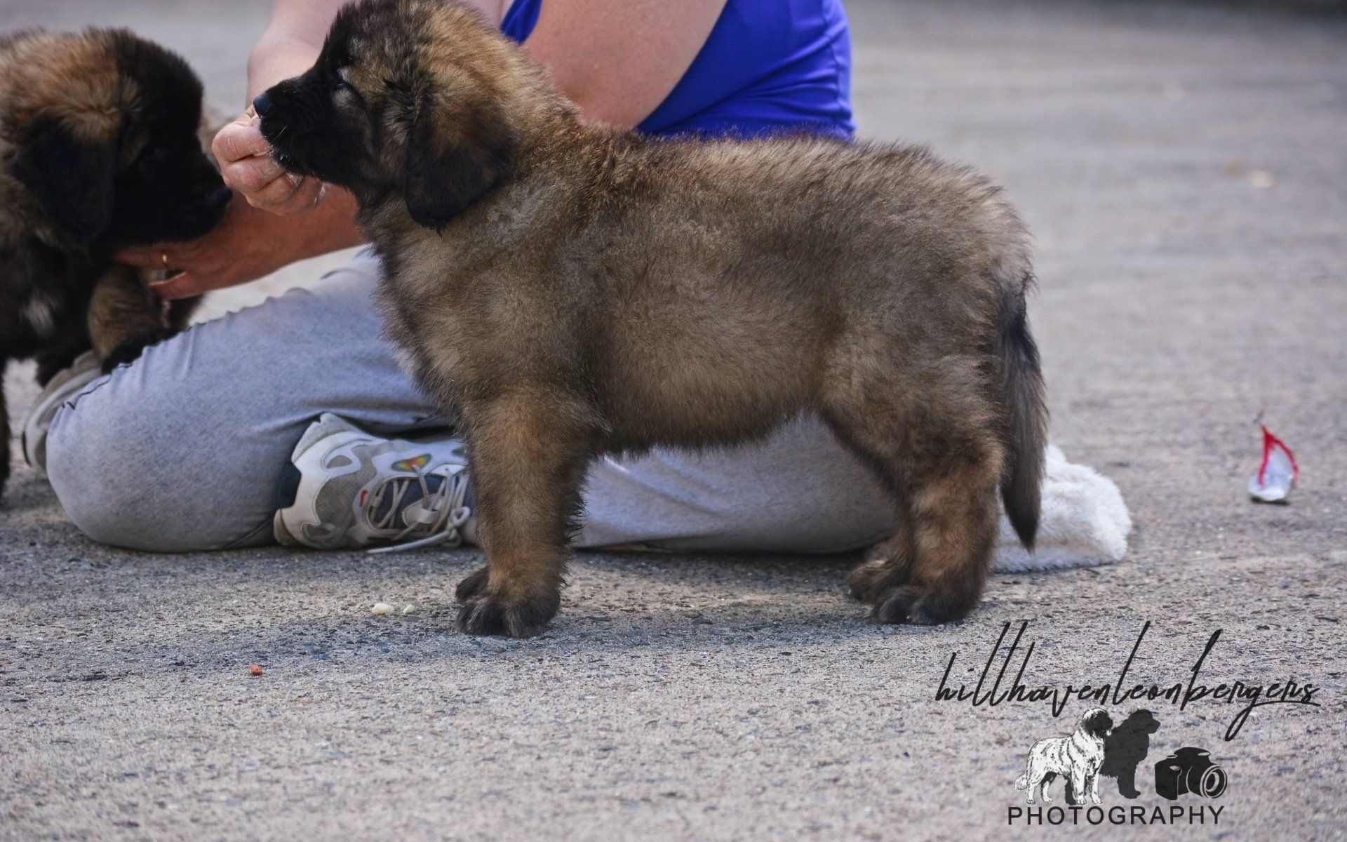 Hillhavenleonbergers leonbergers