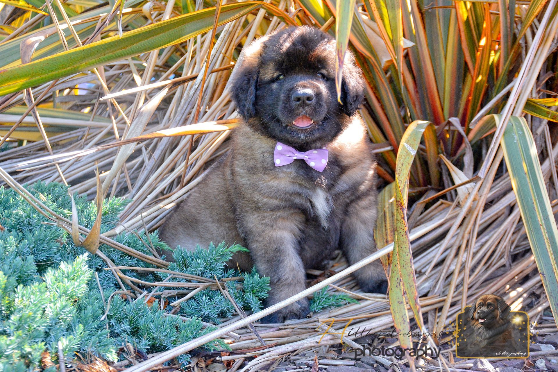 Small black and tan puppy with a purple bow sitting among dry branches and greenery