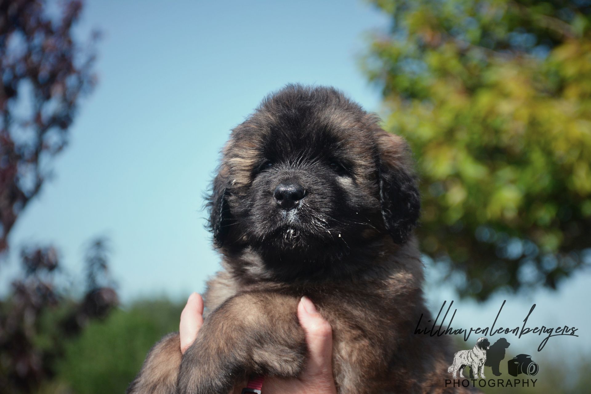 Fluffy black-and-brown puppy being held outdoors with blue sky and trees in the background