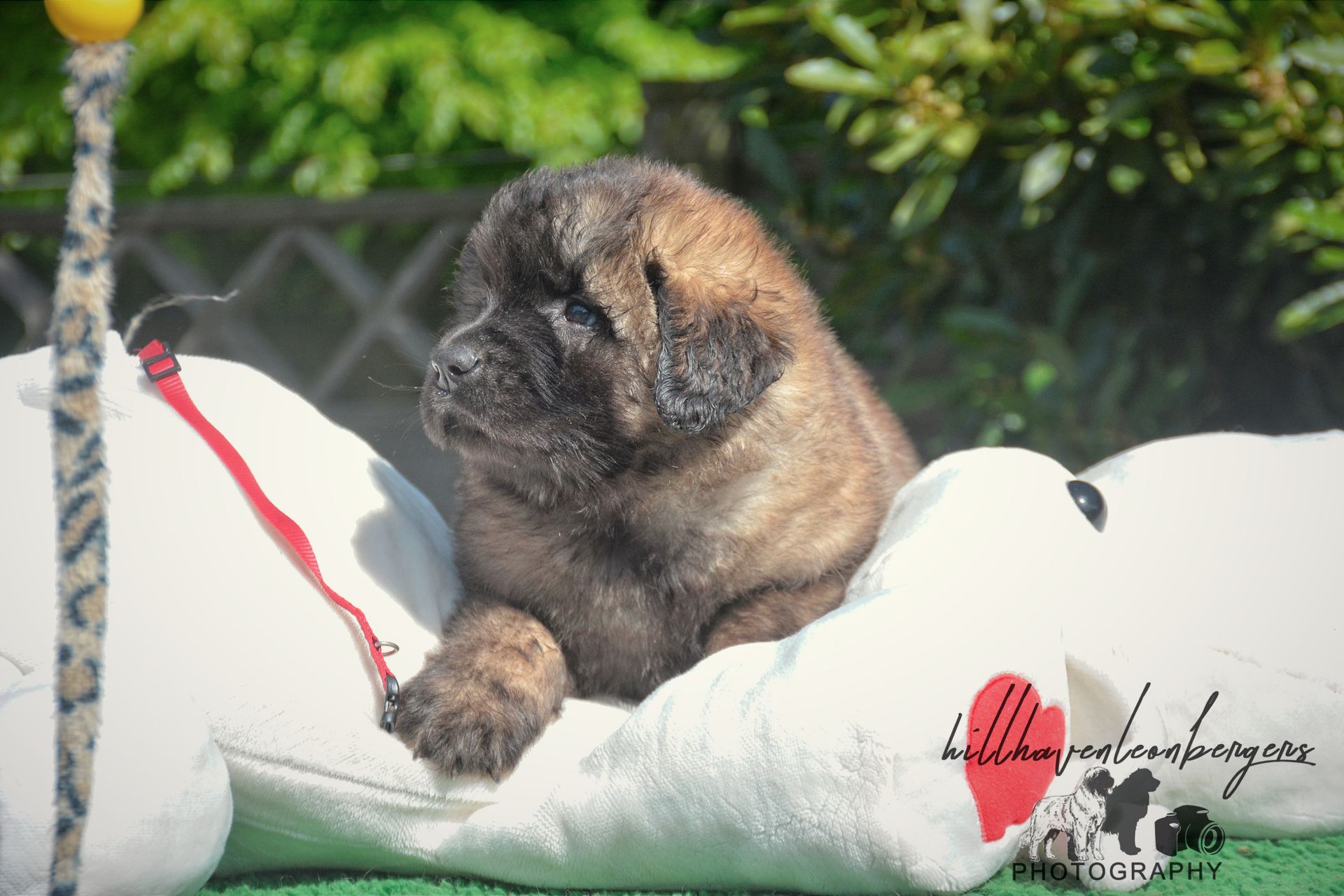 Small fluffy puppy sitting on a white cushion outdoors, with green foliage in the background.
