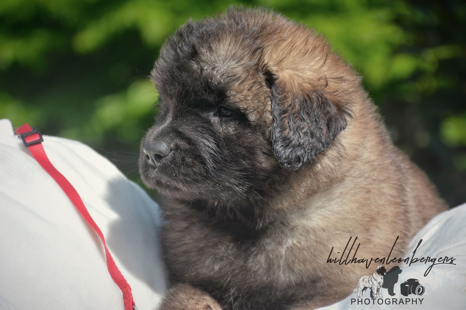 Small fluffy puppy sitting outdoors on a red leash, with blurred green background