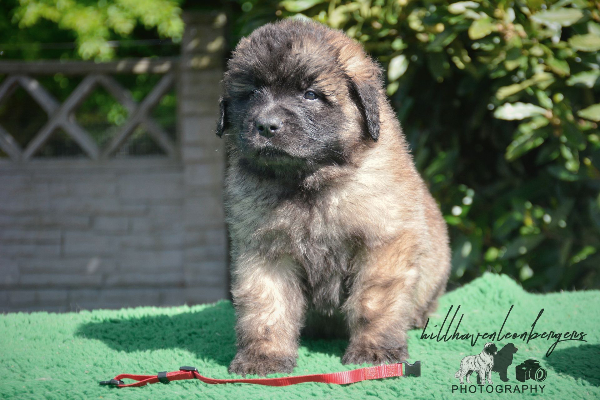 Fluffy puppy standing on grass with a red leash in a sunny backyard
