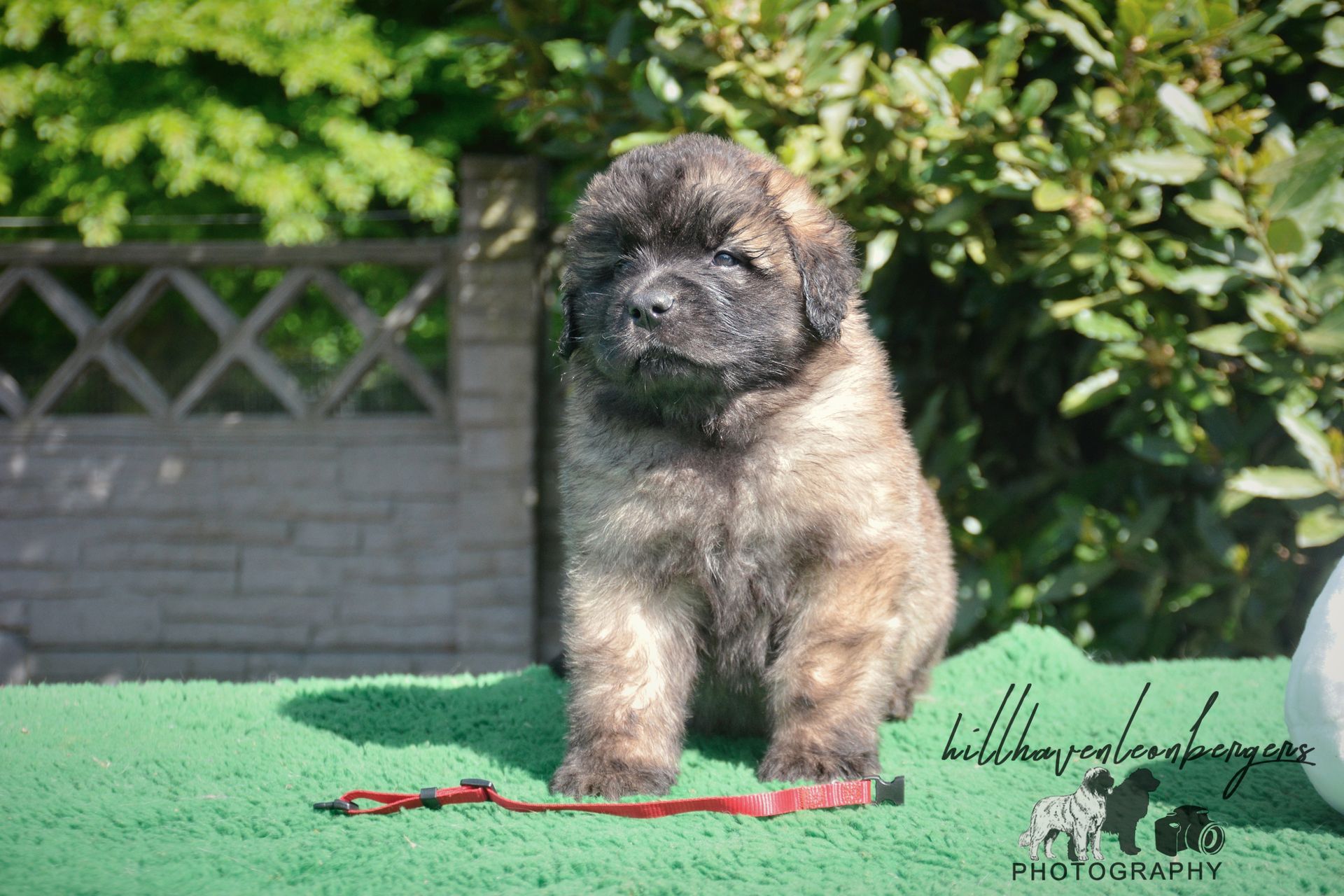 Fluffy gray puppy sitting on green turf outdoors with shrubs and a brick wall behind it