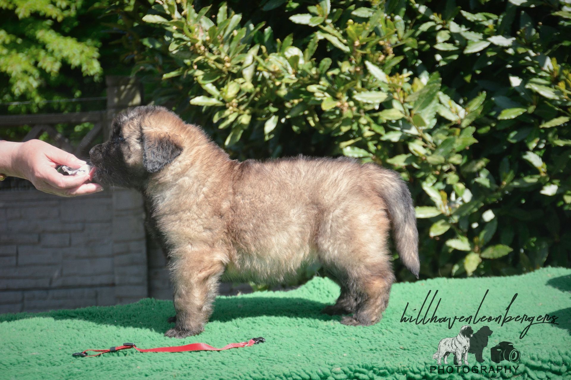 Small brown fluffy dog standing on green grass, sniffing a person's hand near a bush.