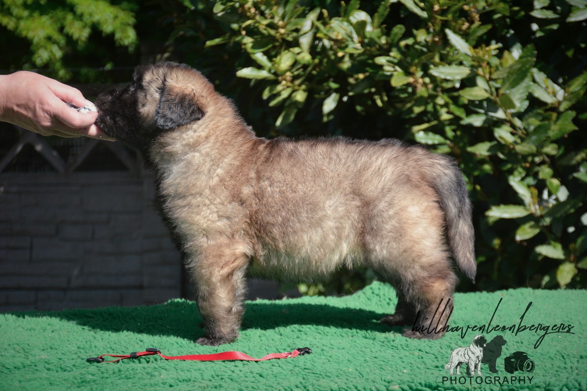Fluffy tan-and-black dog standing on grass, being held at the muzzle by a hand outdoors.