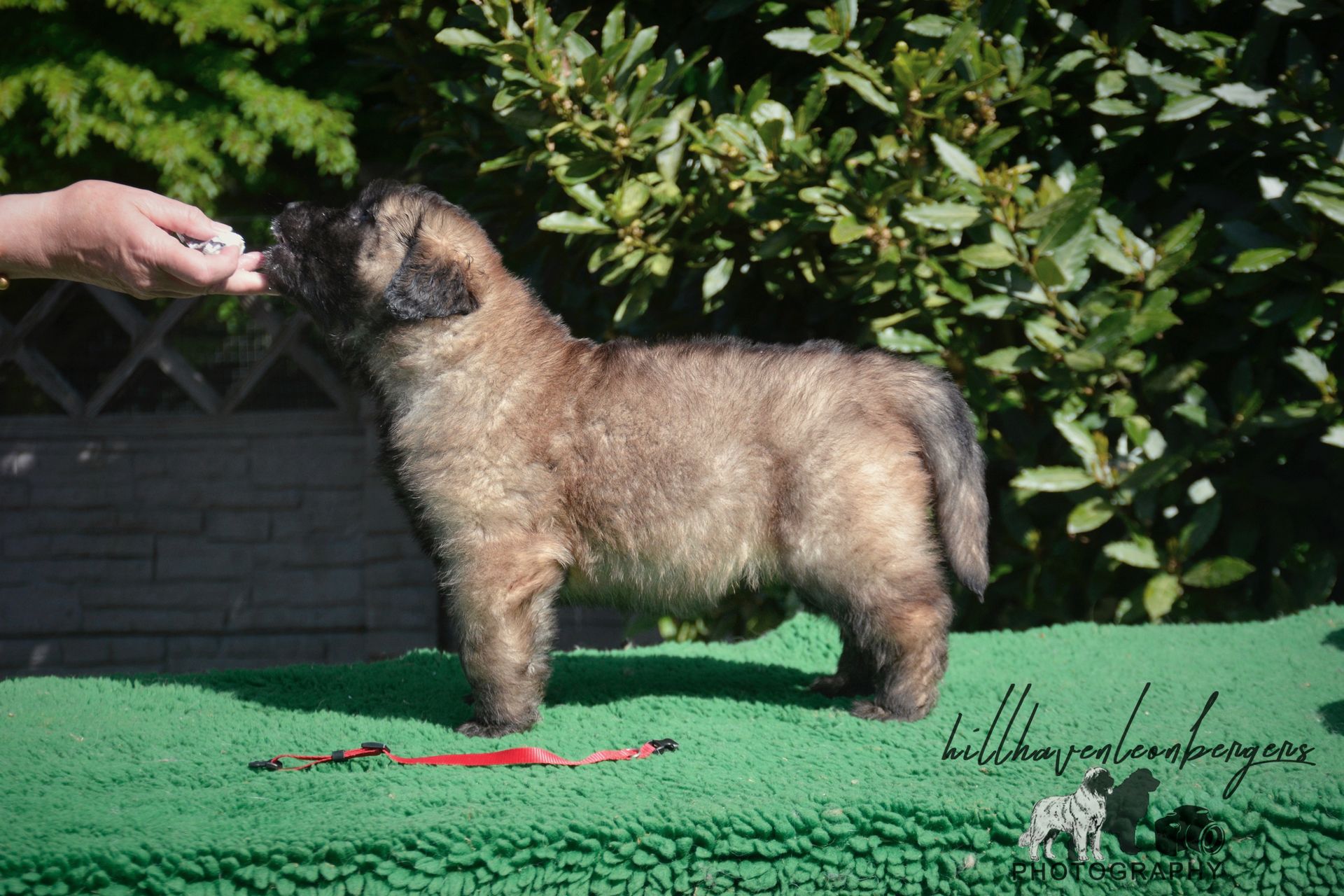Small fluffy brown-and-black dog standing on a green surface while a hand offers a treat outdoors.