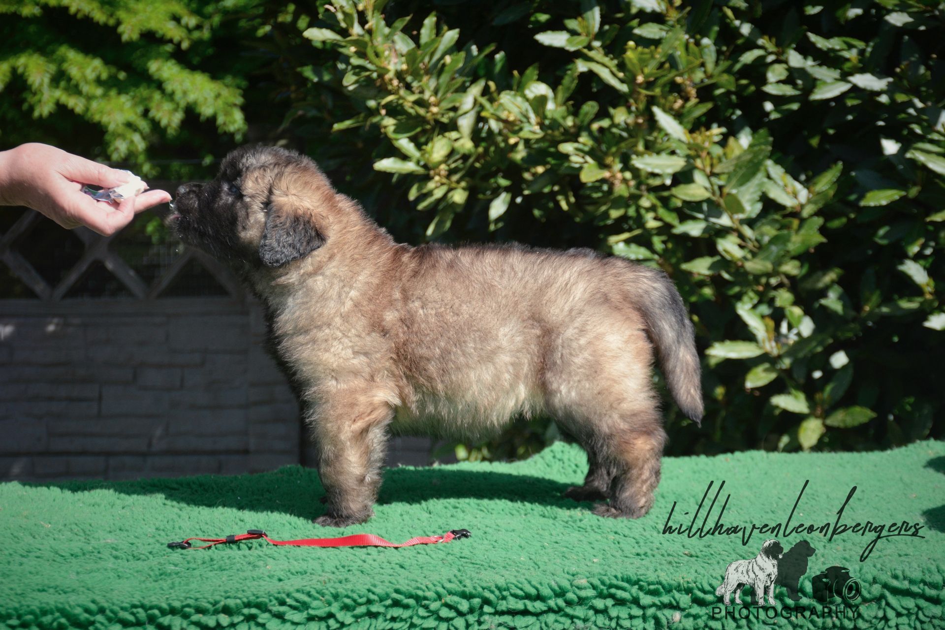 Small brown dog standing on grass while a hand offers a treat, with bushes in the background.