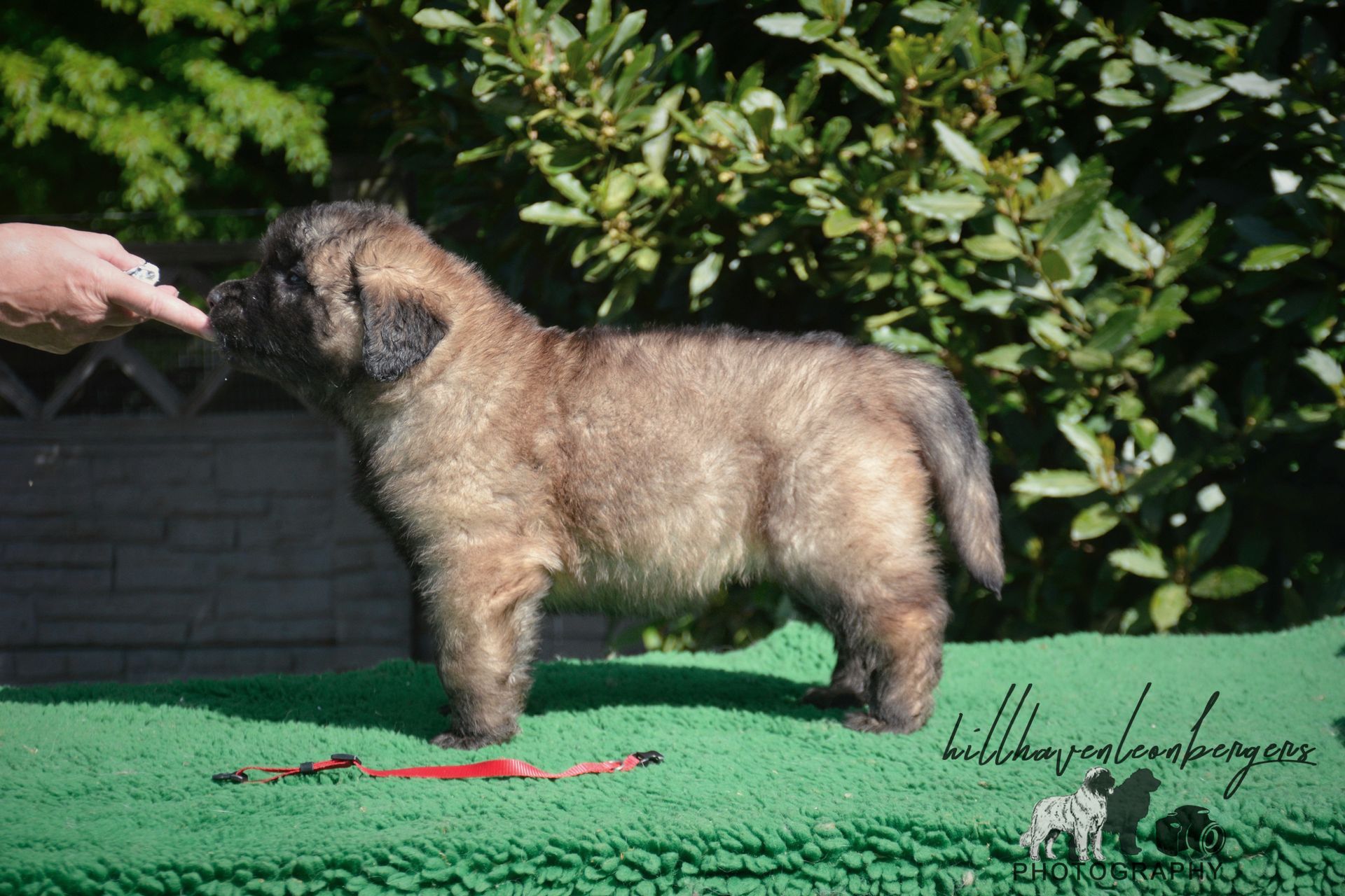 Small tan and black dog standing on a green carpet, being steadied by a hand in a garden setting
