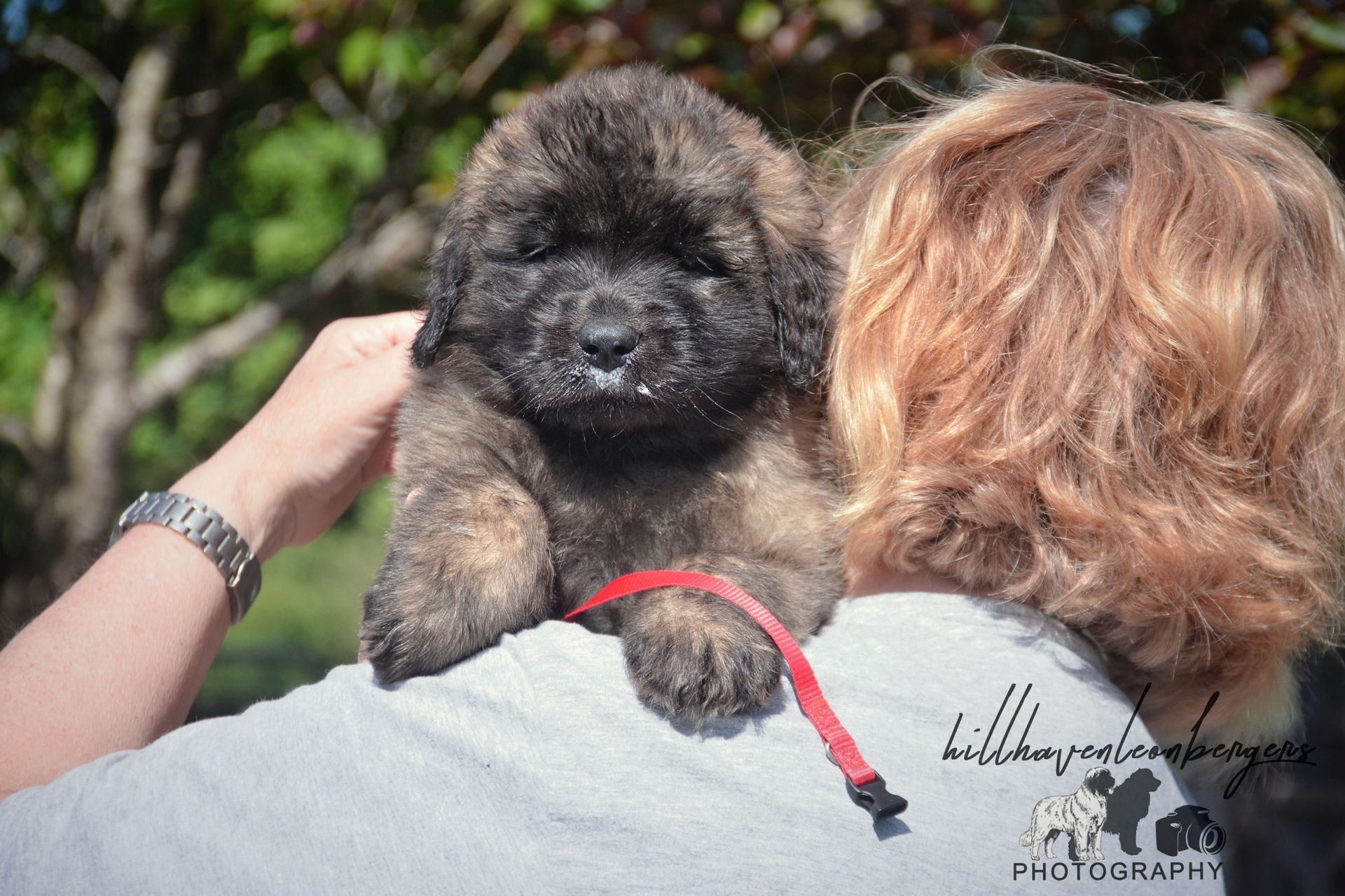 Small fluffy puppy with black face resting on a person’s shoulder outdoors, holding a red leash.