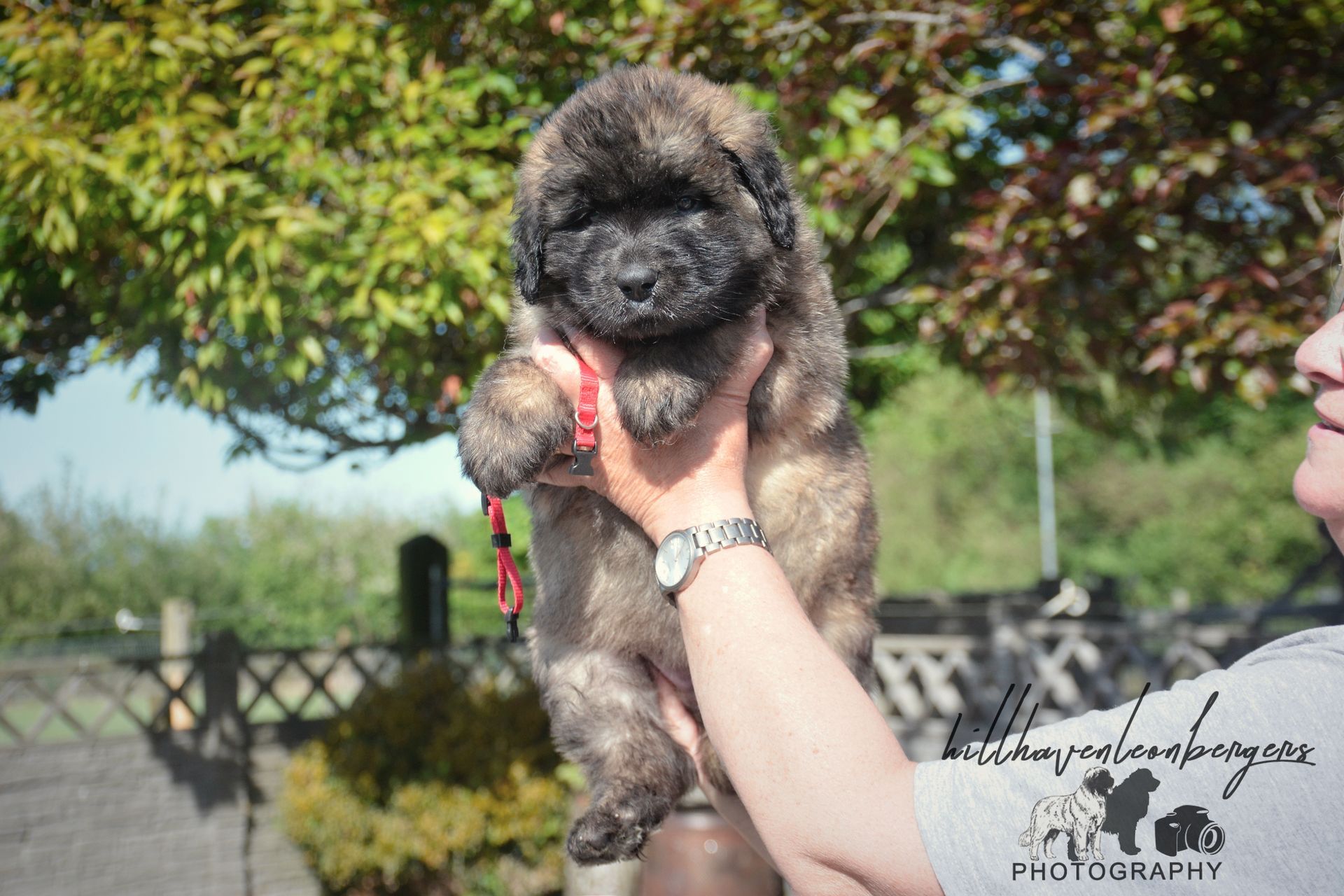 Small fluffy dog held up outdoors with a red leash, in front of trees and a fence