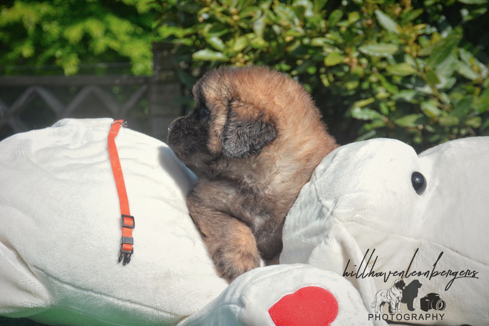 Small brown puppy resting on a white plush toy outdoors with green foliage in the background.