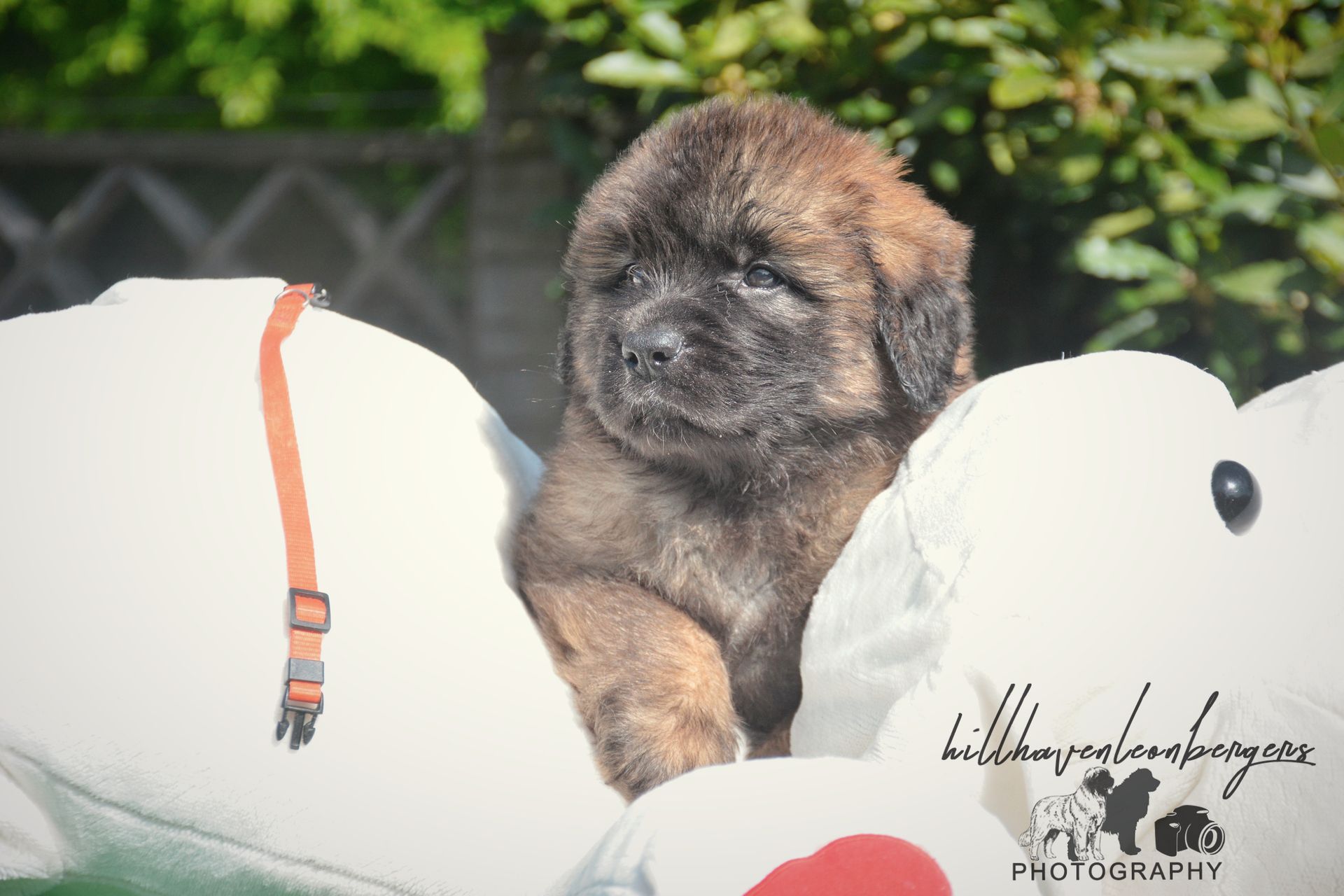 Tiny puppy peeking between two white plush toys, with a blurred outdoor background