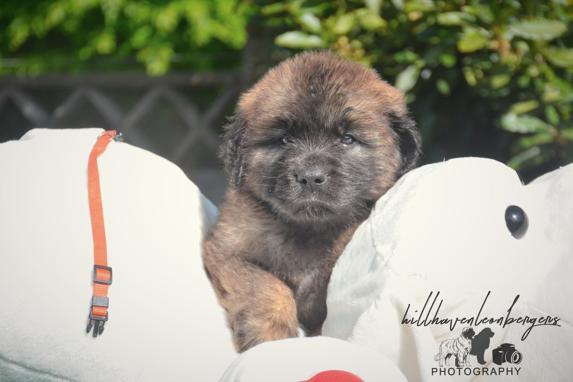 Small fluffy puppy peeks over two white plush toys with orange details on a green outdoor background.
