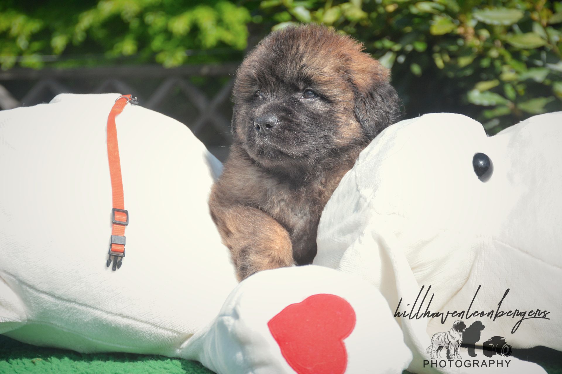 Small brown puppy sitting between two white plush toys, with a red heart in front.
