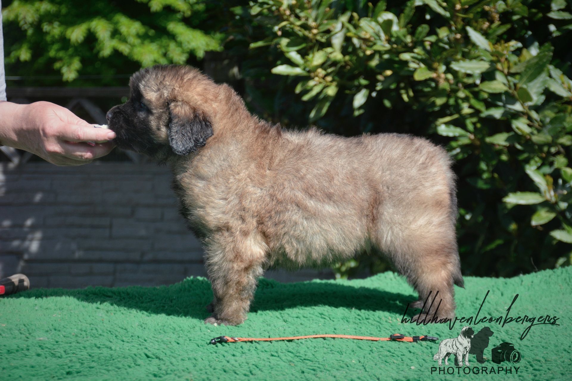 Small fluffy tan puppy standing on grass, reaching toward a hand outdoors