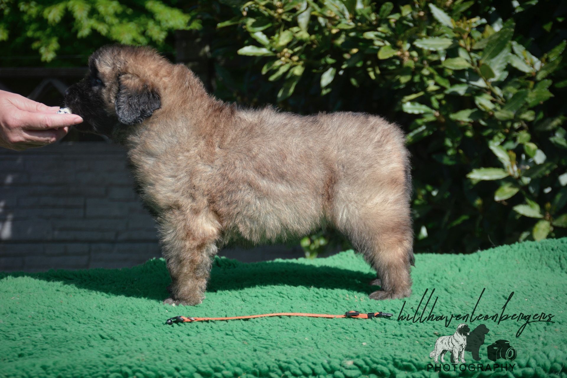 Small tan and black fluffy dog standing on a green mat outdoors, sniffing a hand