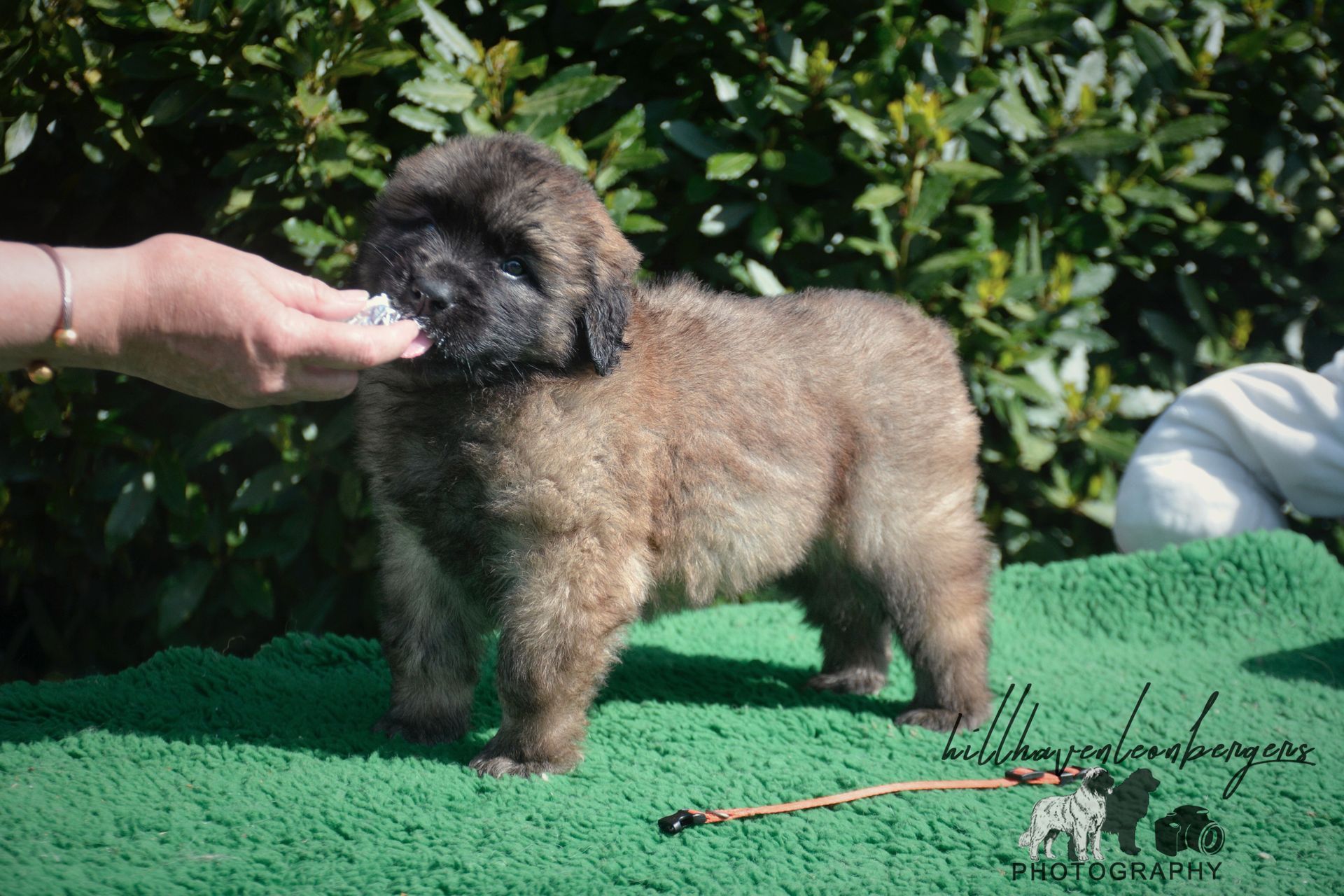 Small fluffy brown dog standing on green grass while a hand reaches to pet its face.