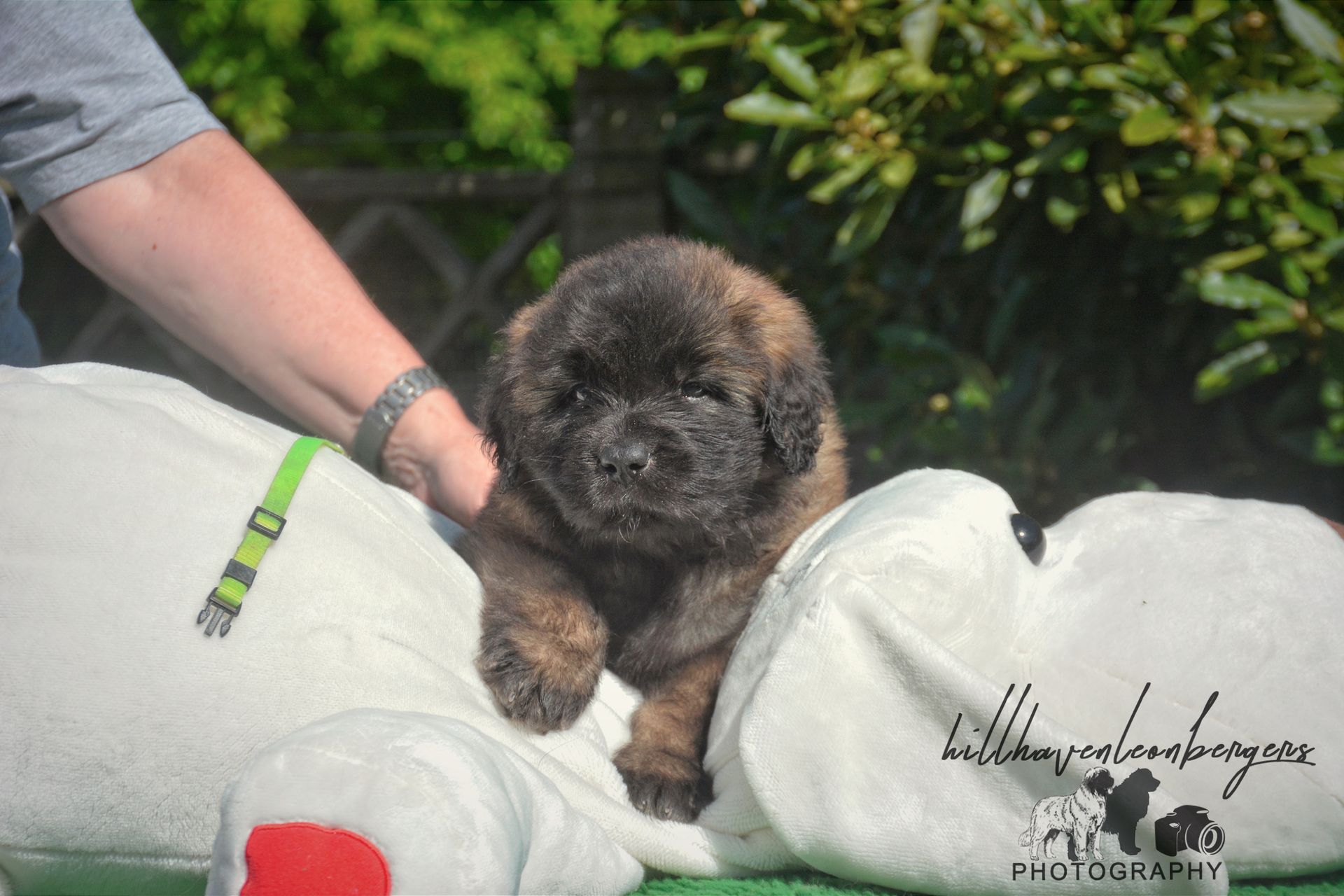 Small fluffy dark puppy sitting on a white cushion, held by a person outdoors.