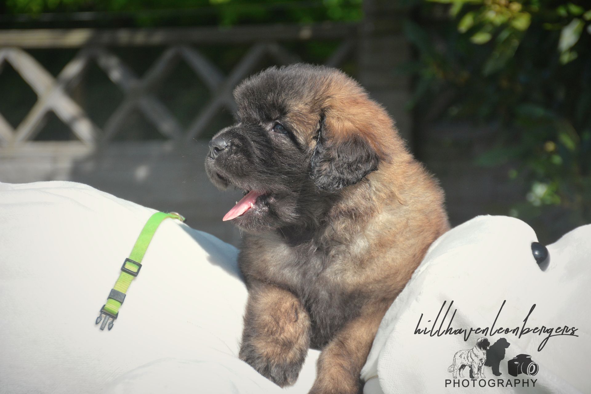 Small fluffy brown puppy with tongue out, standing on a white cushion outdoors.