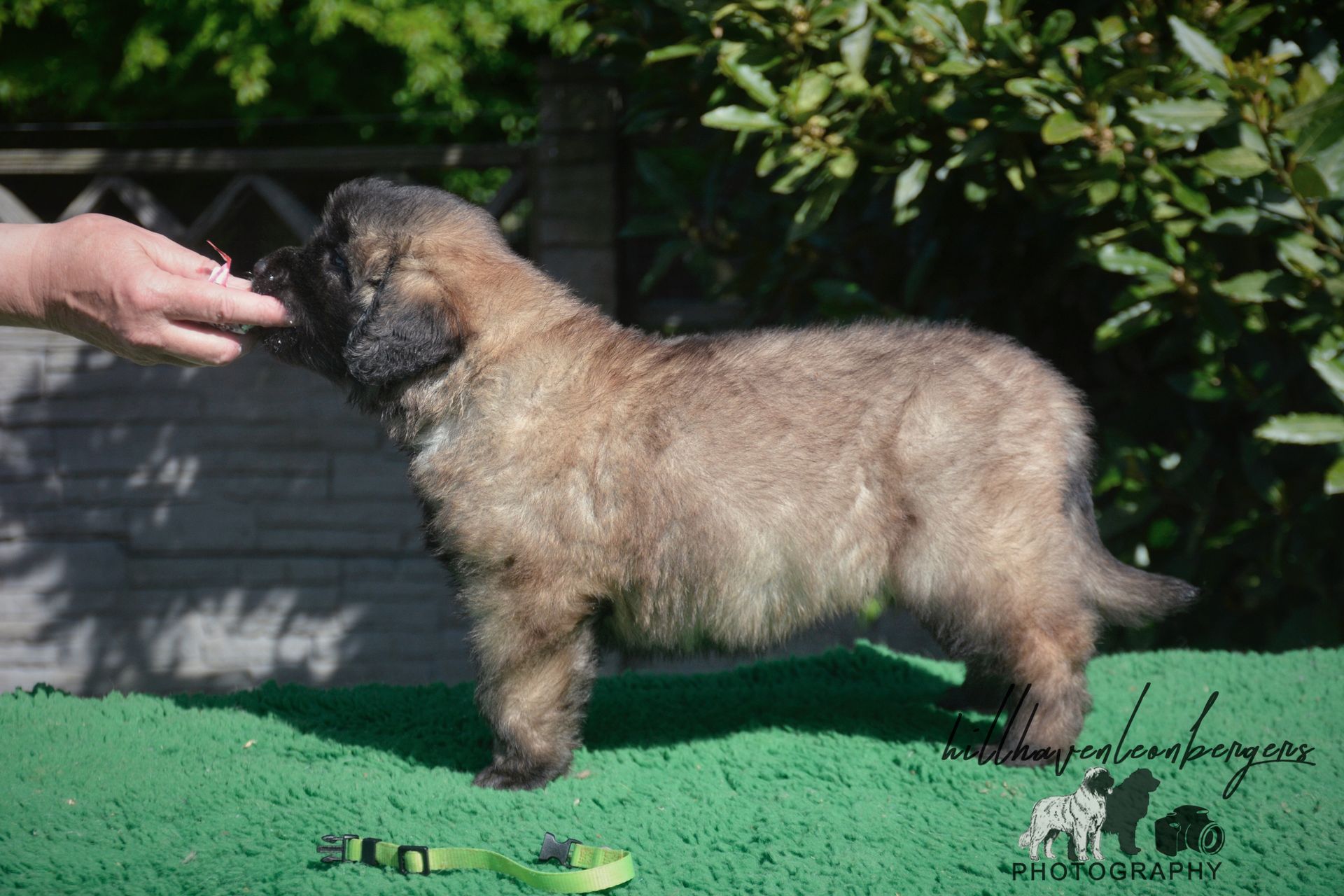 Small fluffy tan puppy standing on grass, sniffing a hand in a garden.