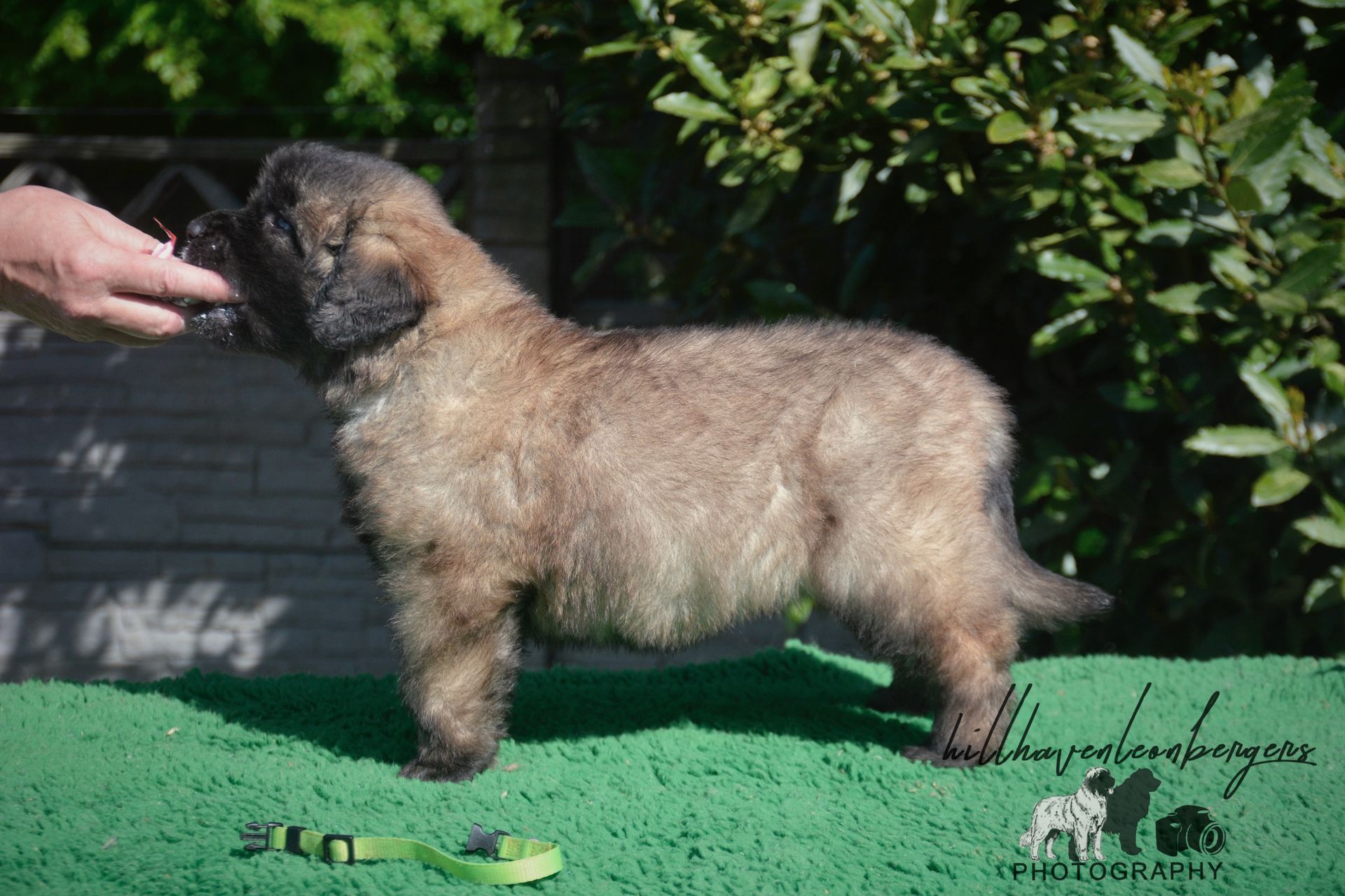 Curly tan puppy standing on green turf, sniffing a hand at the left edge, outdoors.