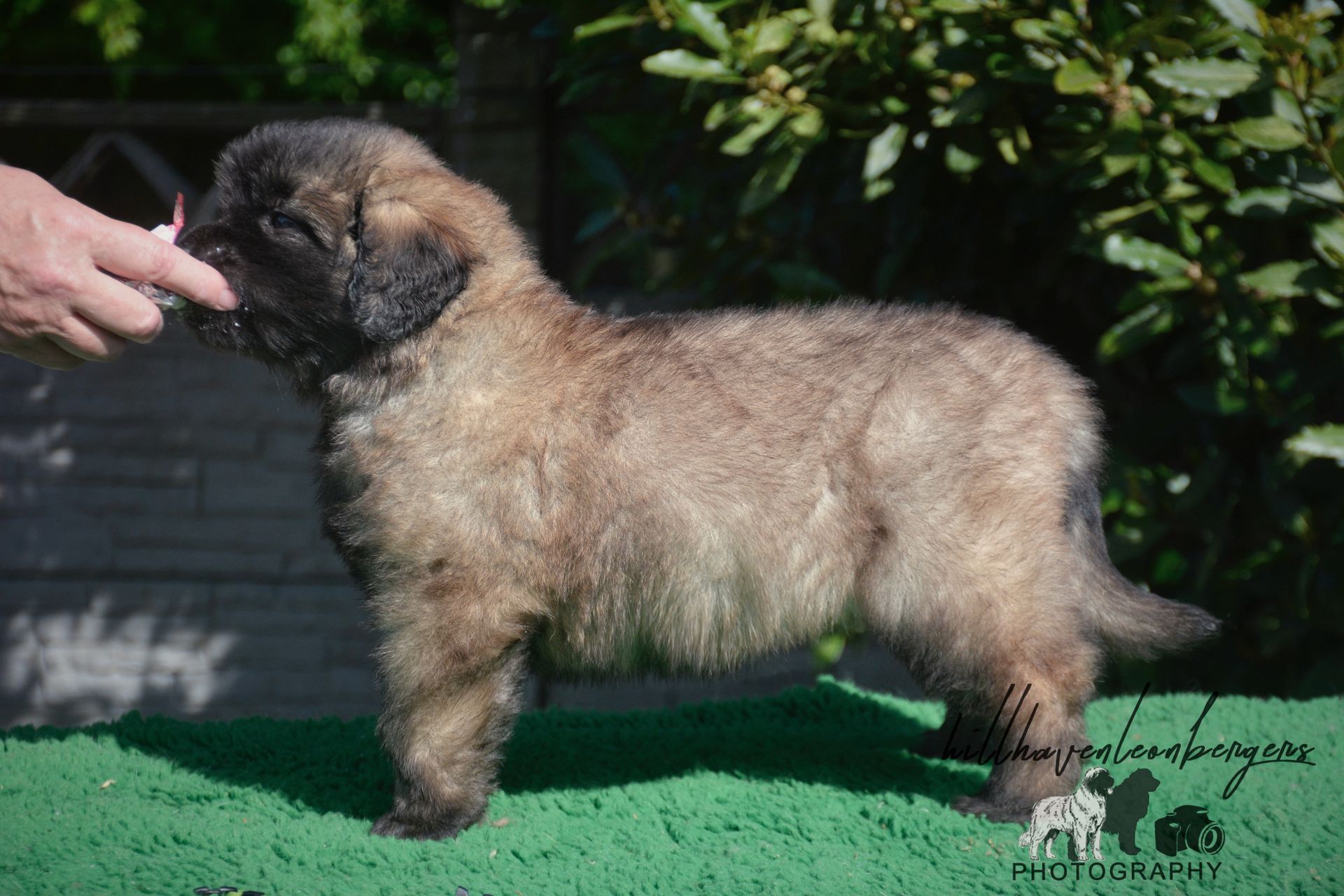 Small fluffy tan puppy standing on green turf, sniffing a hand in a garden setting