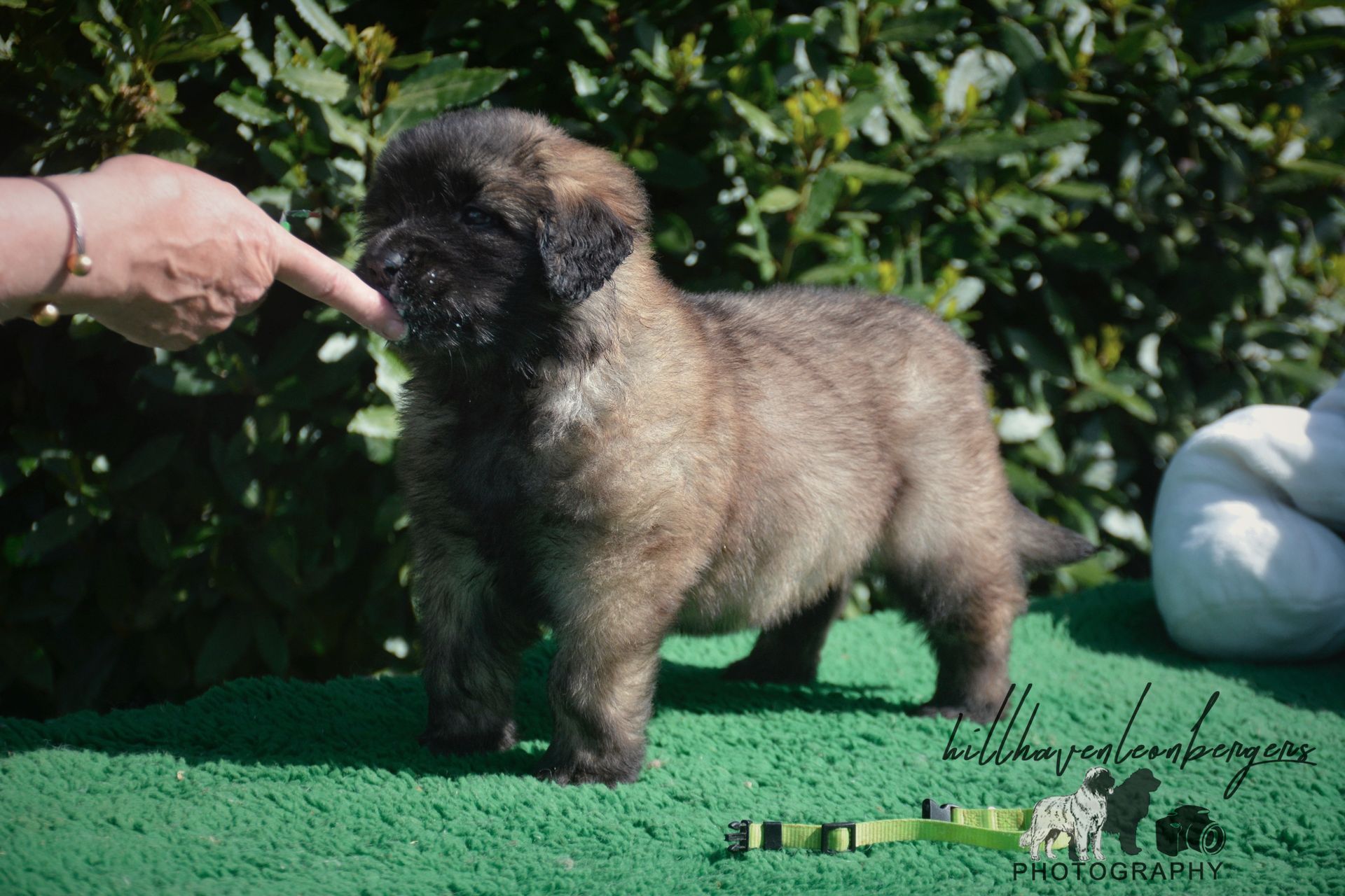Small fluffy tan puppy being pointed at on green turf outdoors