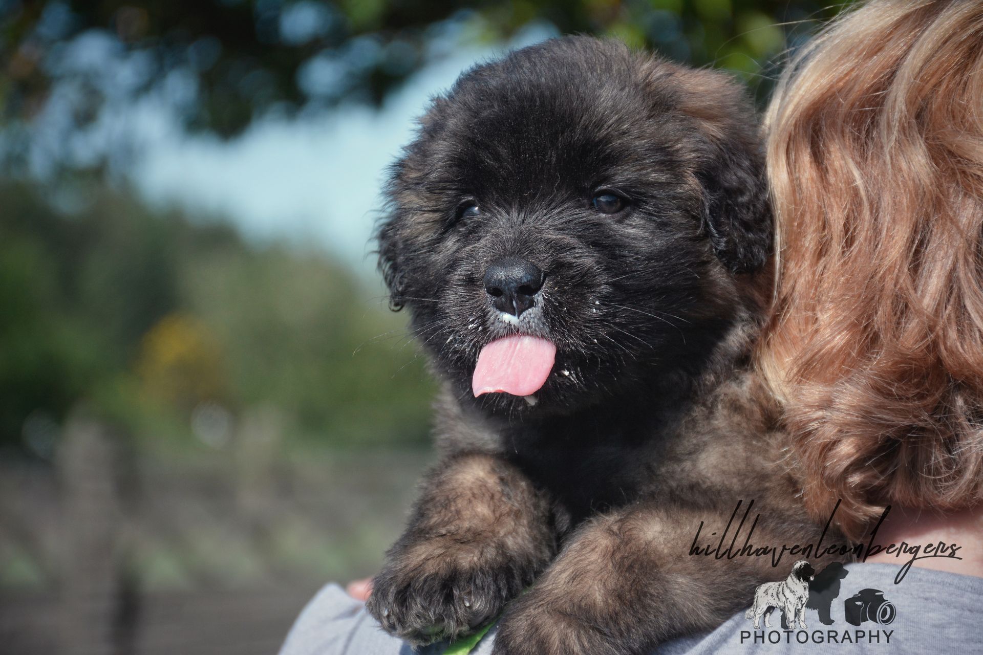 Fluffy black puppy with tongue out being held by a person outdoors