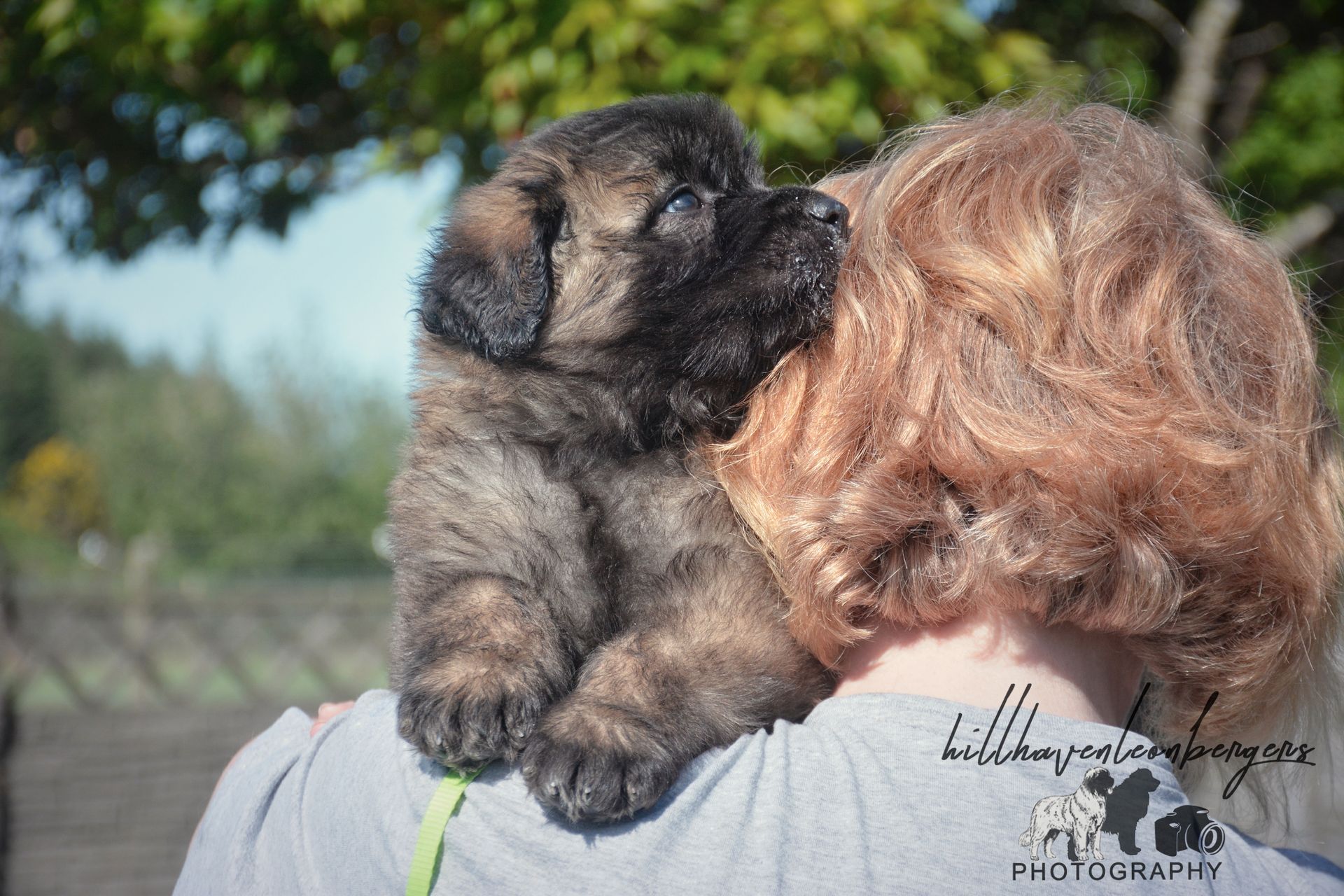 Small fluffy puppy perched on a person’s shoulder, nuzzling their hair outdoors.