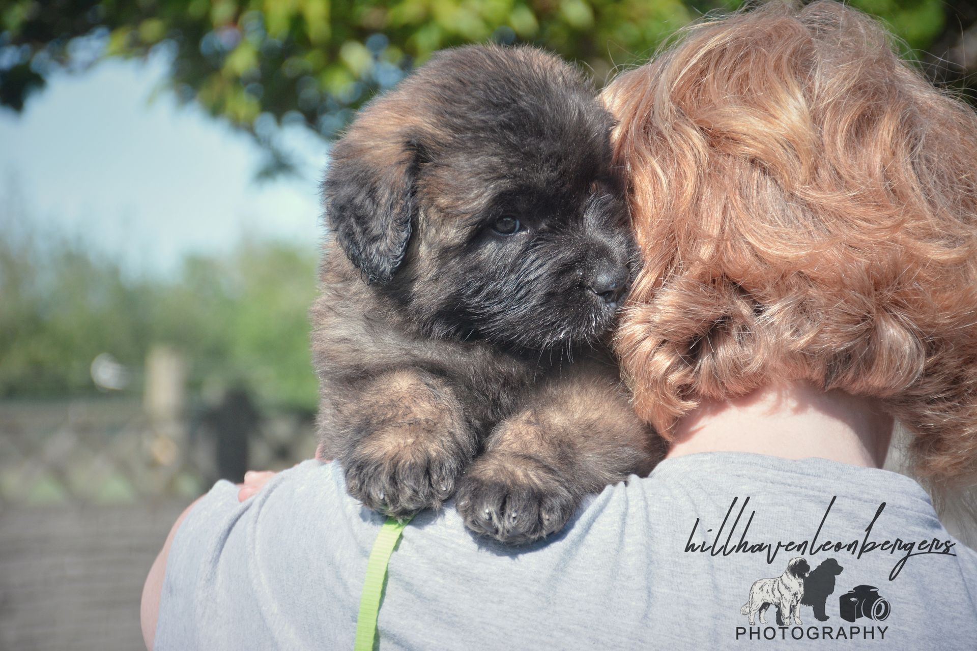 Small puppy resting its paws on a person’s shoulder outdoors